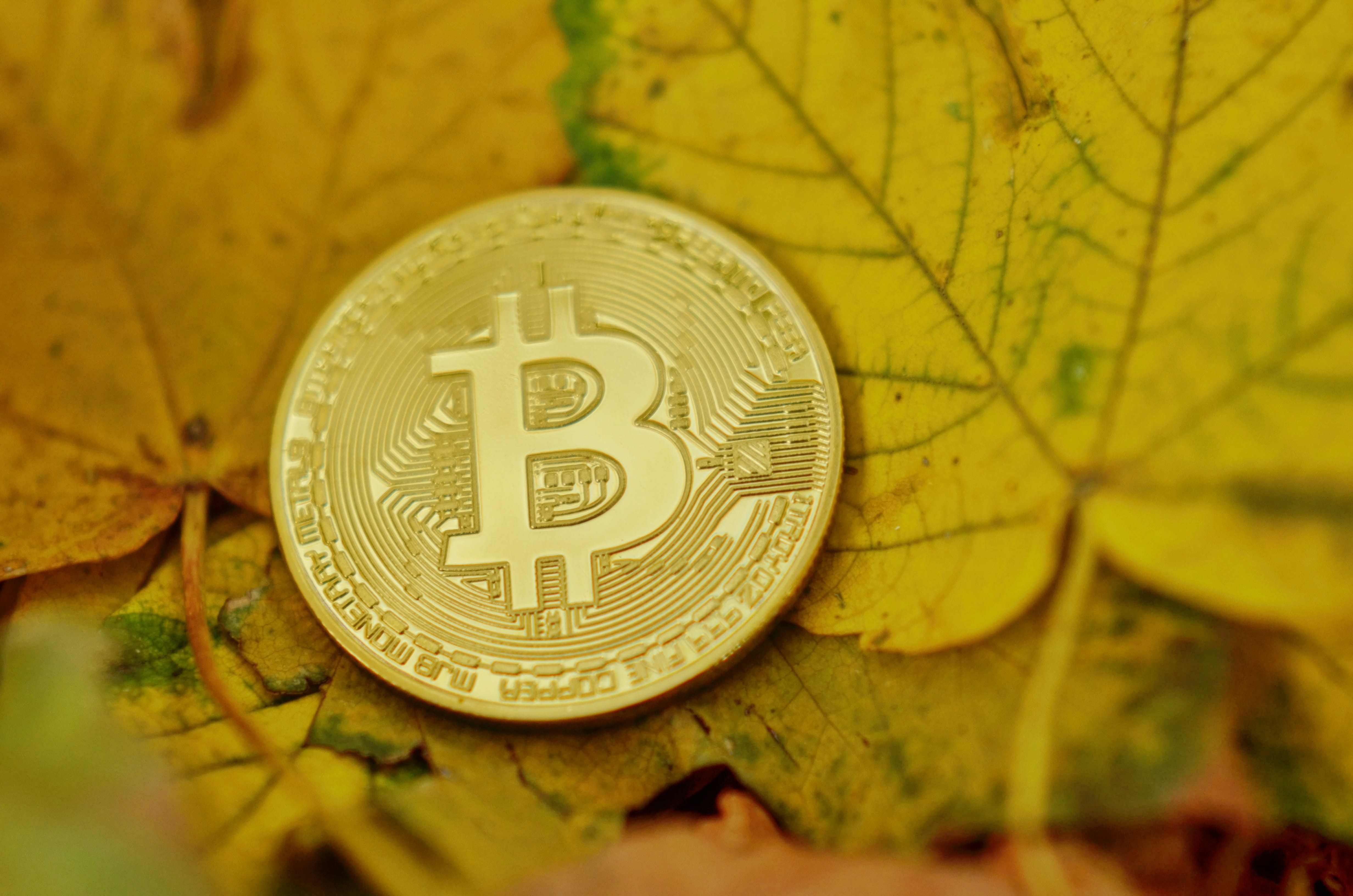 nature, business, money, internet, no people, exchange, cryptocurrency, silver colored, digital, season, growth, plant part, bitcoin, gold, payments, coins, HD Wallpaper