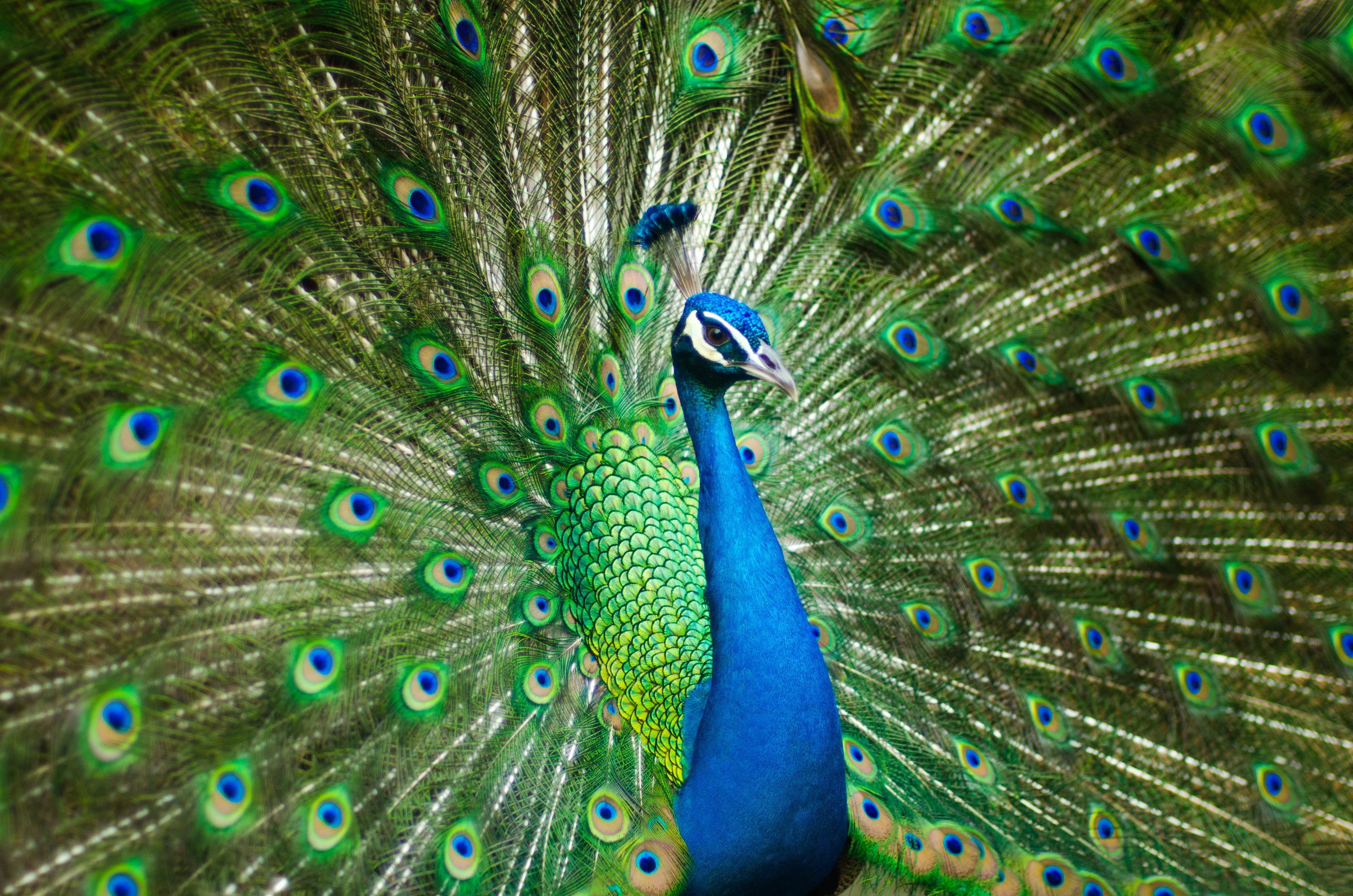 Peafowl, Peacock, 4K, 4K, HD Wallpaper