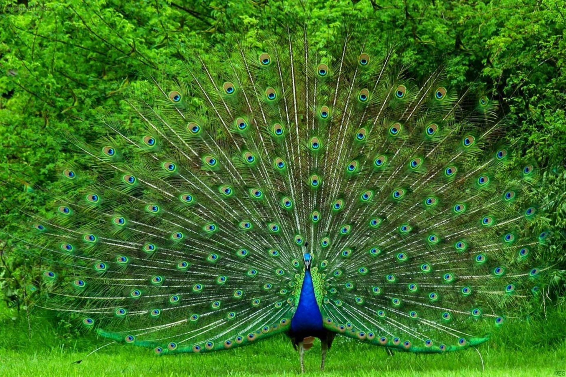 picture, peacock, animals, cool, 1080P, beautiful, HD Wallpaper