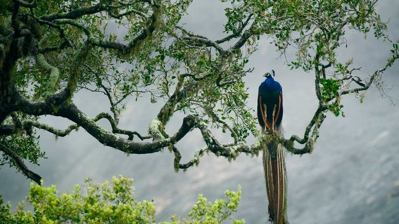 blue, green color, vertebrate, animals in the wild, outdoors, perching, low angle view, animal themes, bird, plant, branch, animal wildlife, growth, day, HD Wallpaper