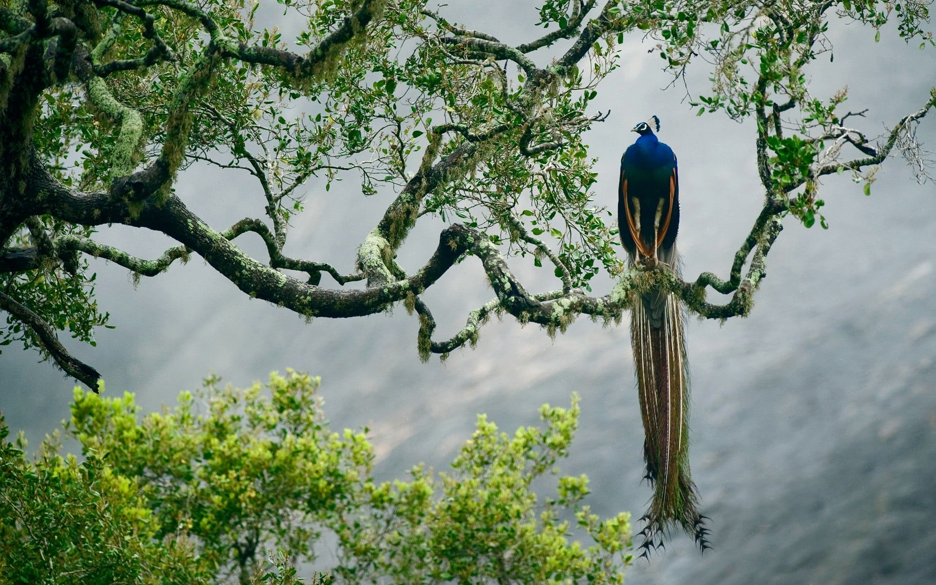 blue, brown, animal wildlife, green Color, trees, 1080P, birds, animal themes, peacock, animal, beauty In Nature, vertebrate, outdoors, perching, tree, HD Wallpaper