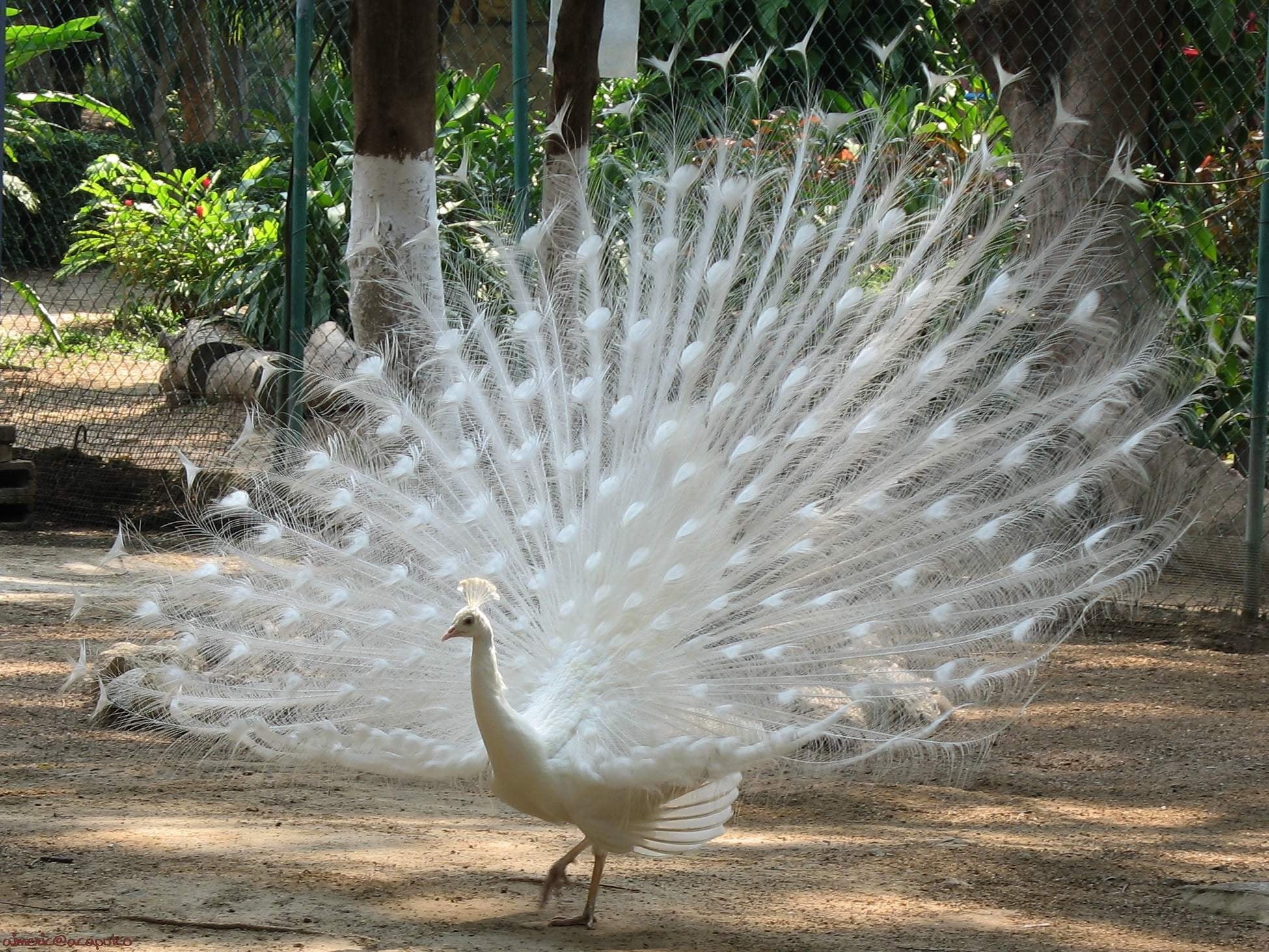 day, animals In The Wild, no people, bird, mating period, one animal, peacock feather, animal wildlife, nature, outdoors, animal Neck, feathers, 1080P, HD Wallpaper