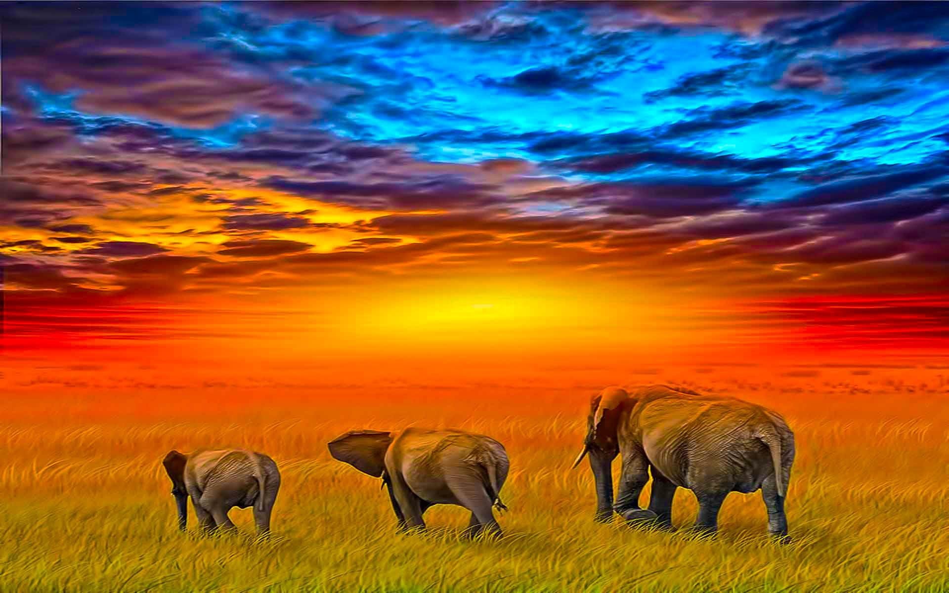 beauty, sunset, 1080P, animals, field, 3d and abstract, journey, elephant, explorer, HD Wallpaper