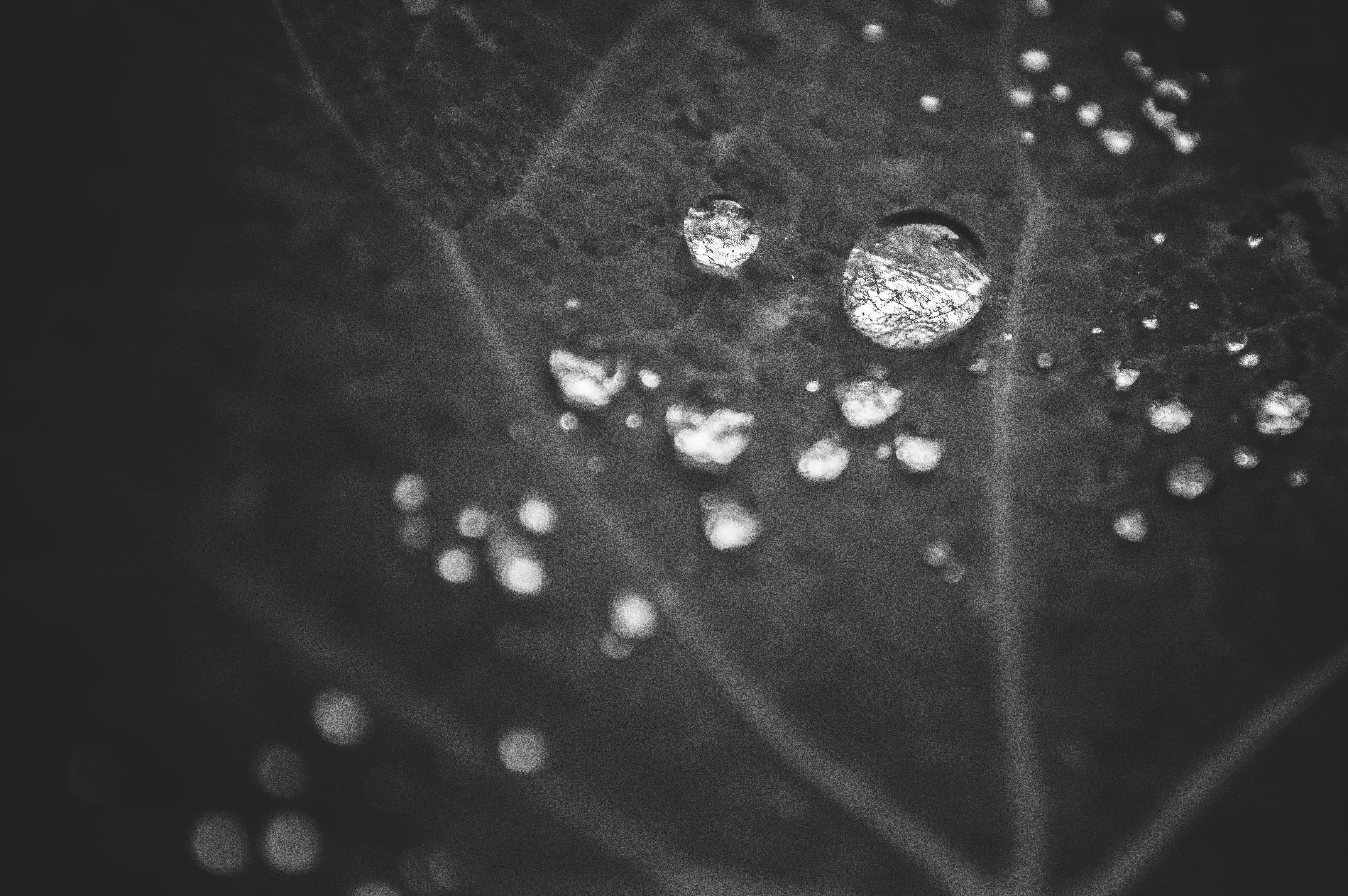 leaf, blanco y negro, wet, Espejos, backgrounds, 4K, drop, Explored, raindrop, moody, nature, droplet, close-up, black and white, lluvia, gota, abstract, HD Wallpaper