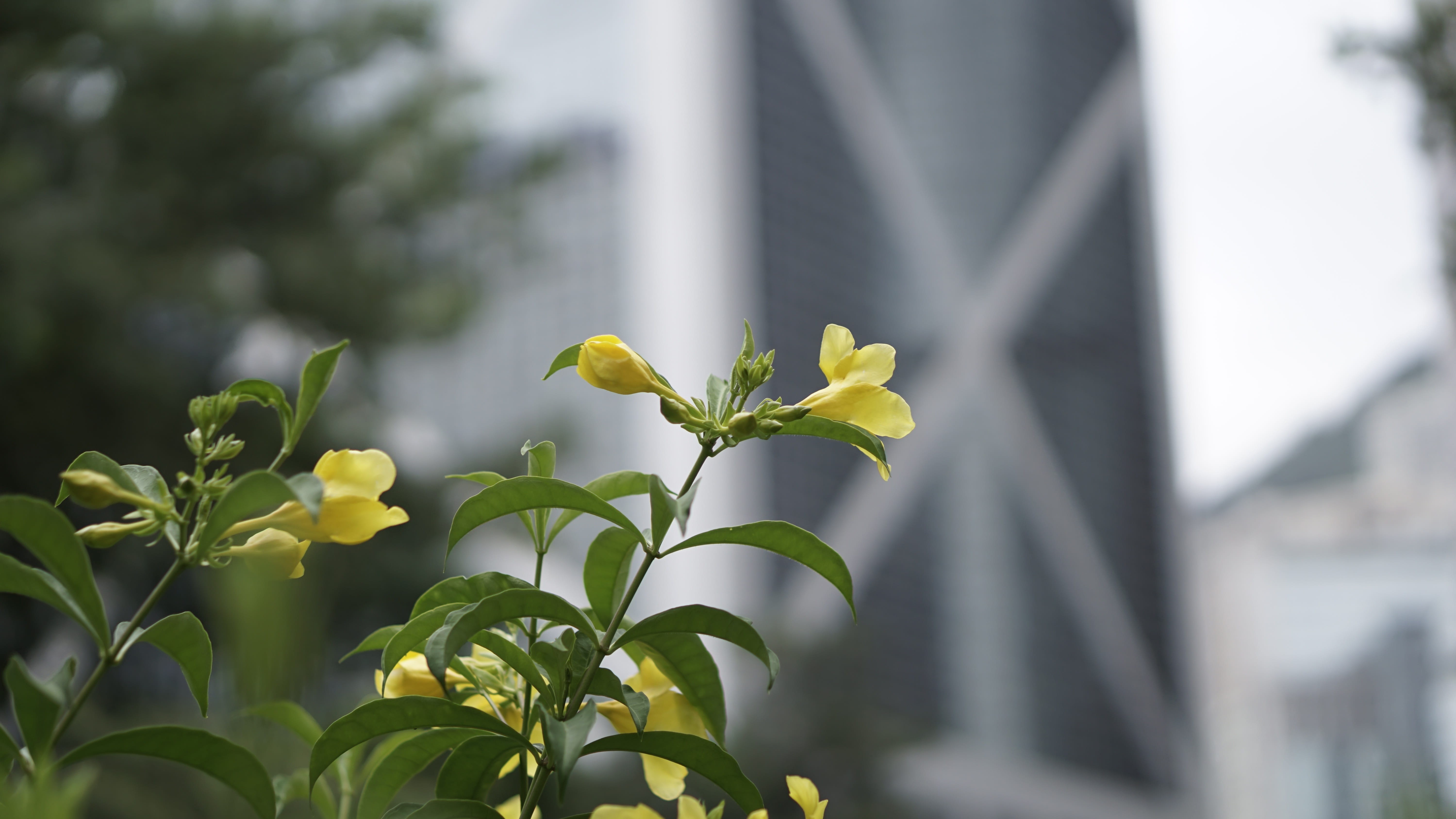freshness, 5K, vulnerability, flower, flowering plant, flower head, close-up, yellow, beauty in nature, leaf, plant, building exterior, green color, nature, HD Wallpaper
