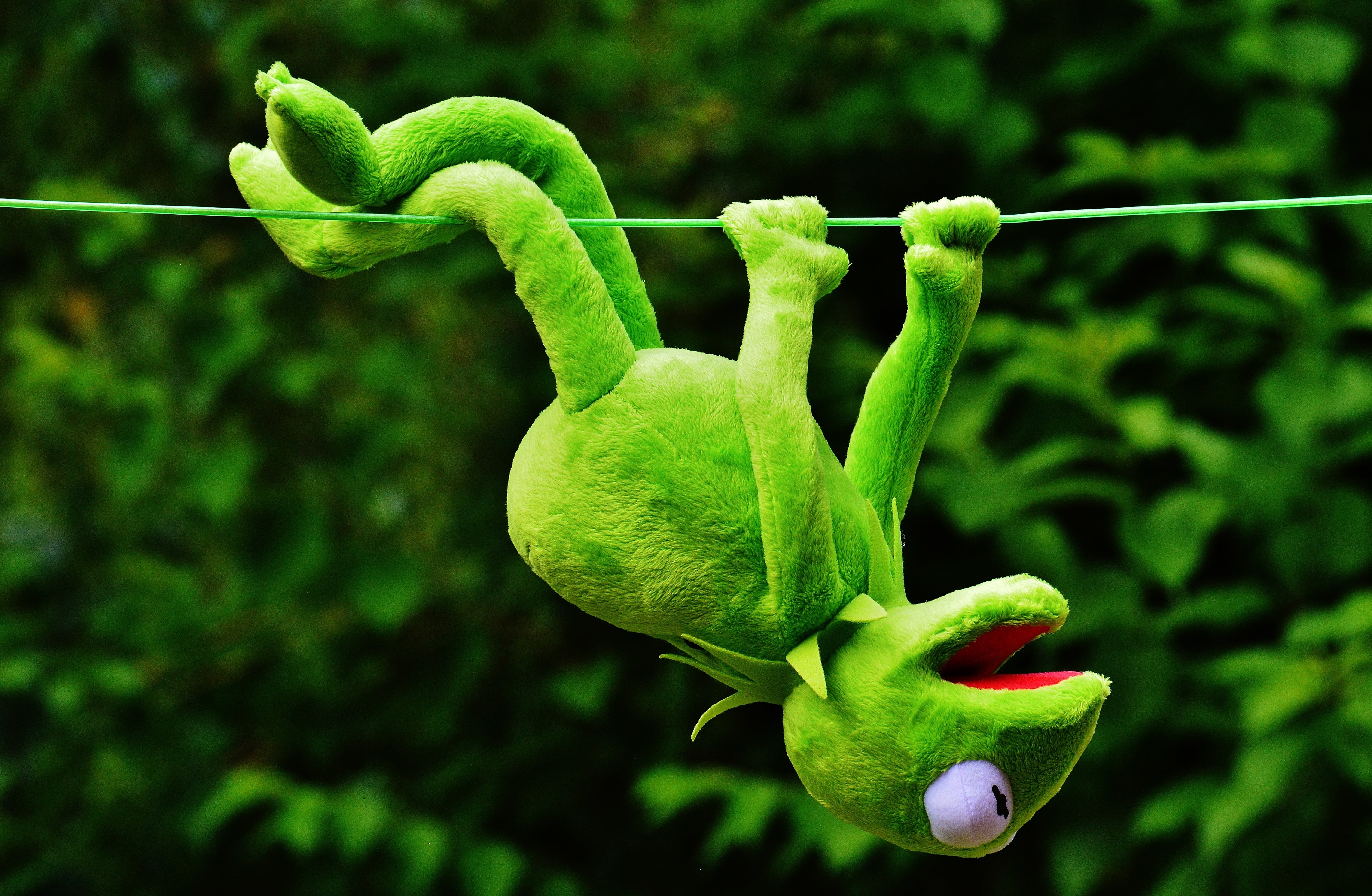 fun, green, funny, focus on foreground, close-up, plant part, tree, green Color, animal themes, animals in the wild, 5K, growth, animal wildlife, frog, HD Wallpaper