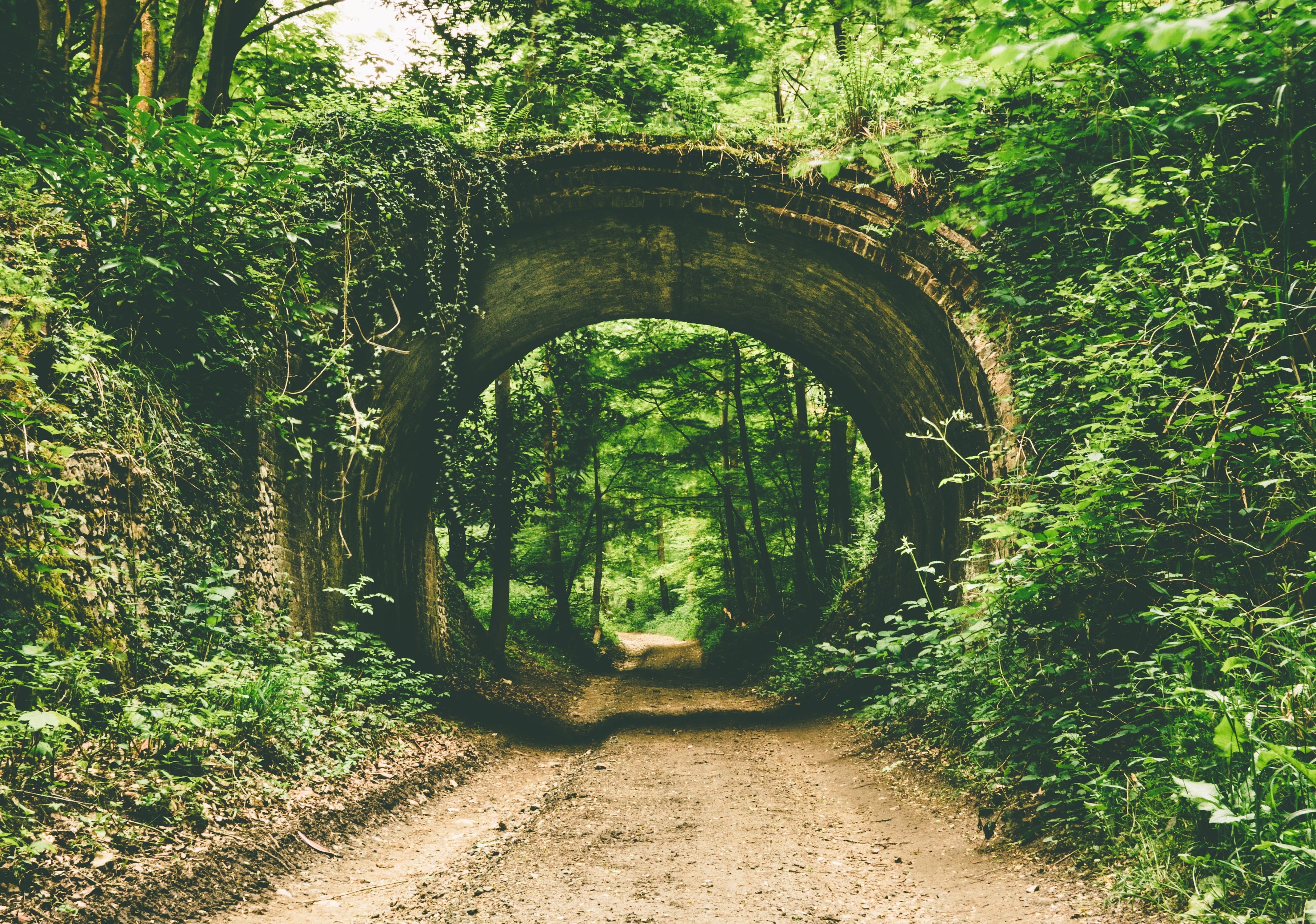 4K, plants, path, forest, tranquility, tree, architecture, arch, the way forward, growth, trees, diminishing perspective, direction, built structure, green, HD Wallpaper