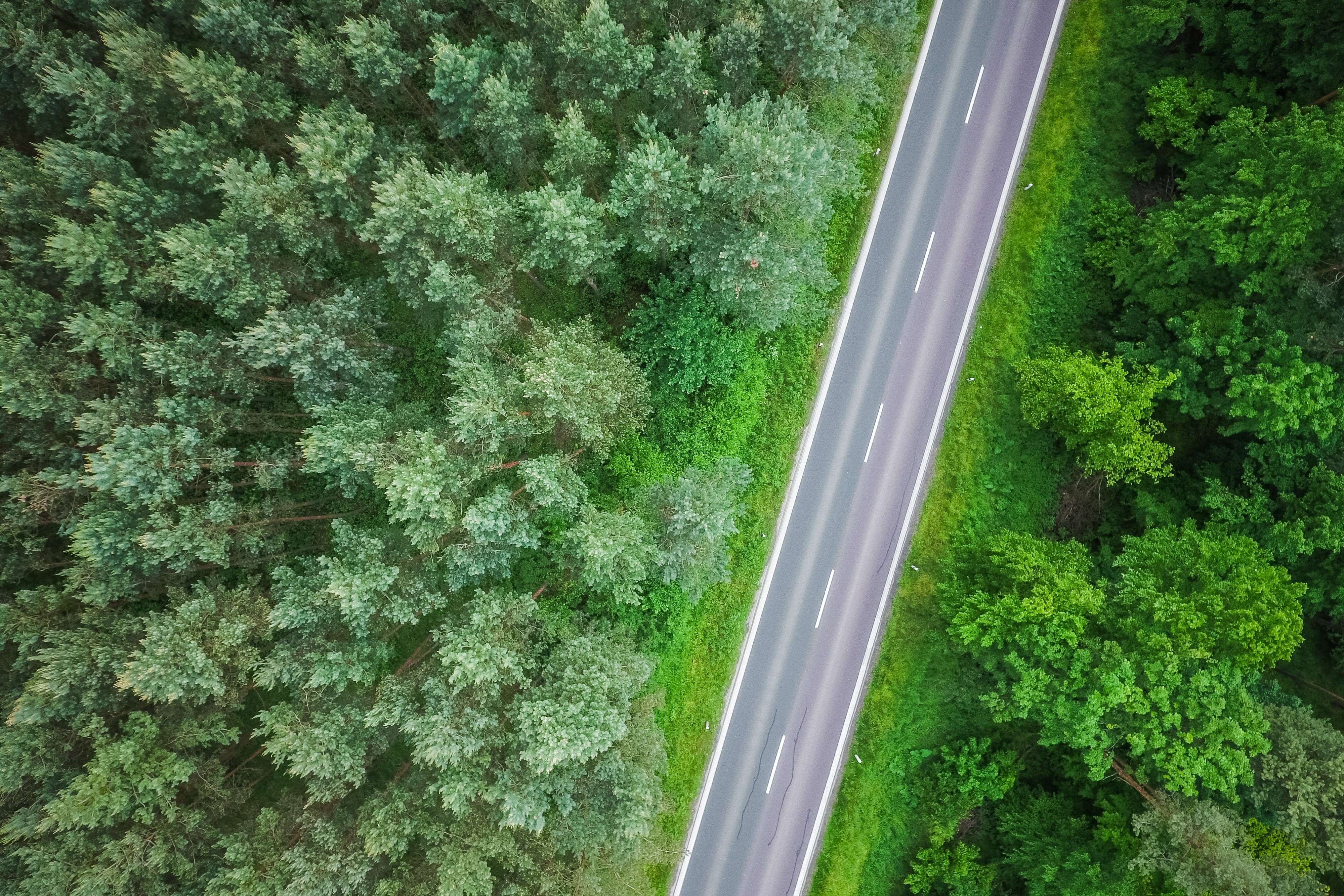 lush foliage, 4K, scenics - nature, minimalistic, in the Woods, green, tranquility, straight, simple, leaf, aerial, lonely, high angle view, minimalism, HD Wallpaper