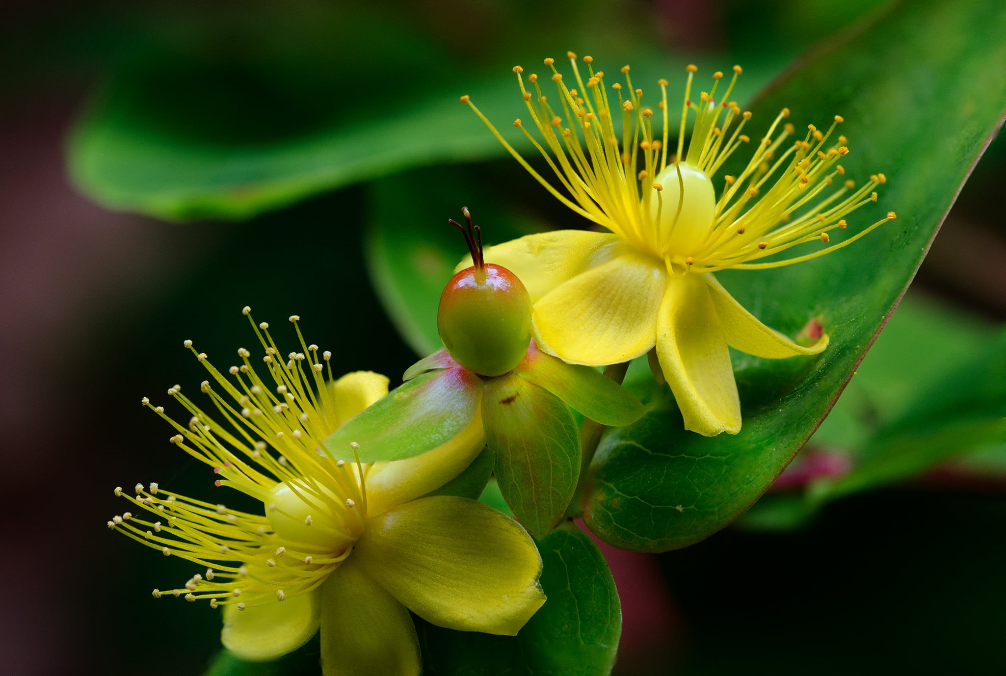 105mm, flower, macro, close-up, Hypericum androsaemum, 1080P, HSM, Green leaves, plant, Yellow, Sigma, nature, close, close-up photography, DG, photography, HD Wallpaper
