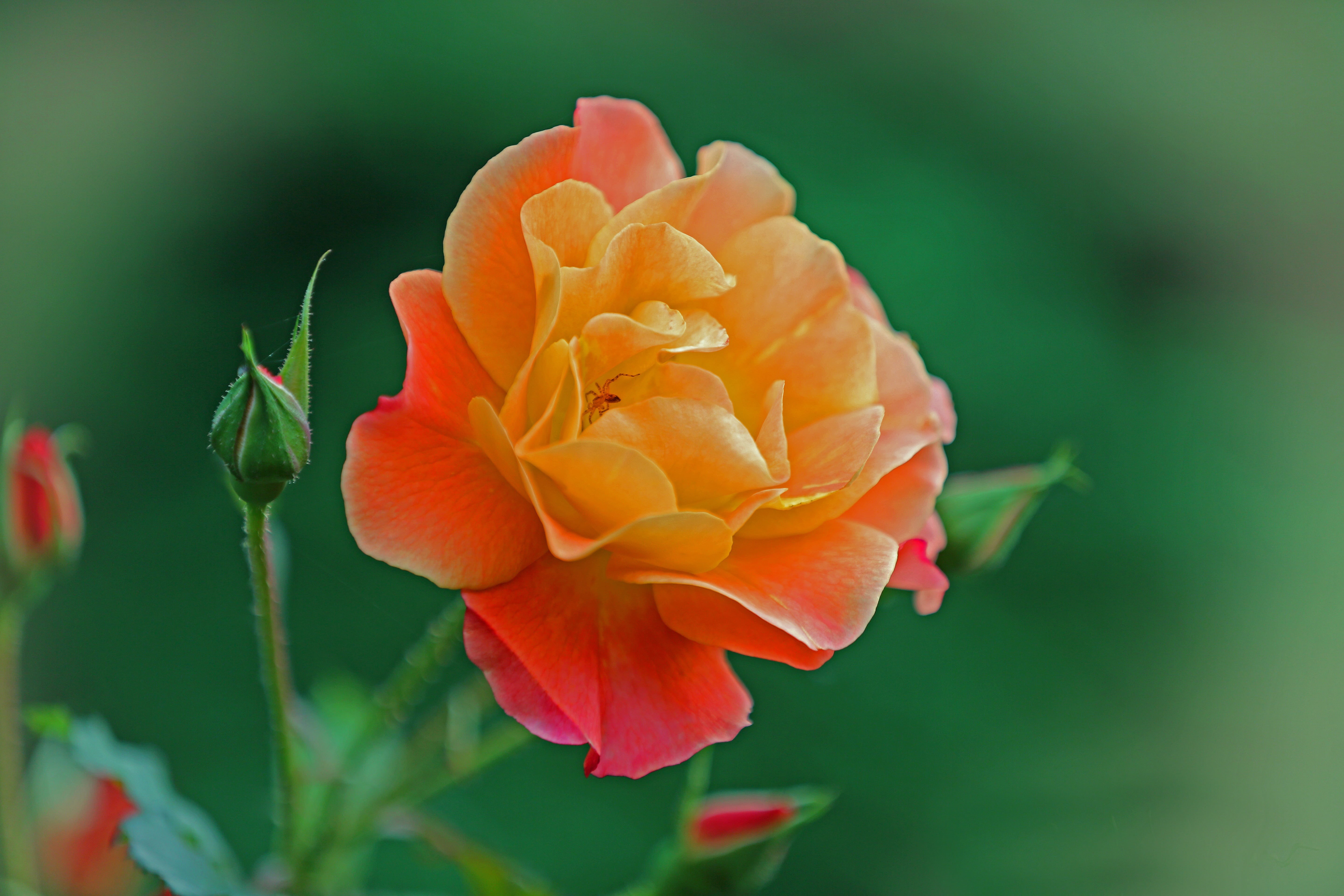 rose, flower, blossom, spring, rose bush, nature, orange, focus on foreground, freshness, green, outdoors, close, flowering plant, inflorescence, summer, HD Wallpaper