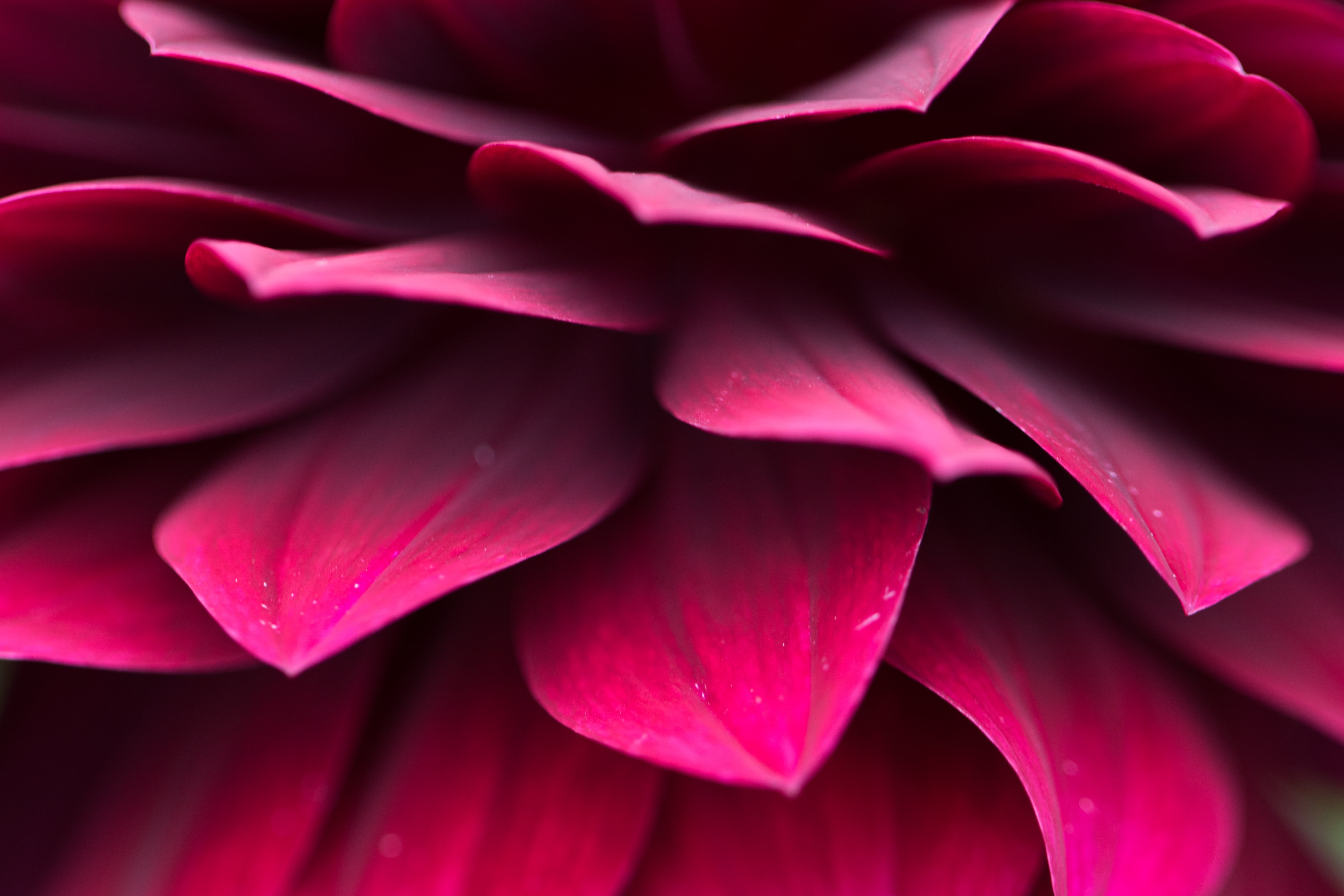 pattern, photography, 5K, purple, flower, plant, makro, petal, close up photography, macro, petaled, close, close-up, backgrounds, red, mönster, nature, HD Wallpaper