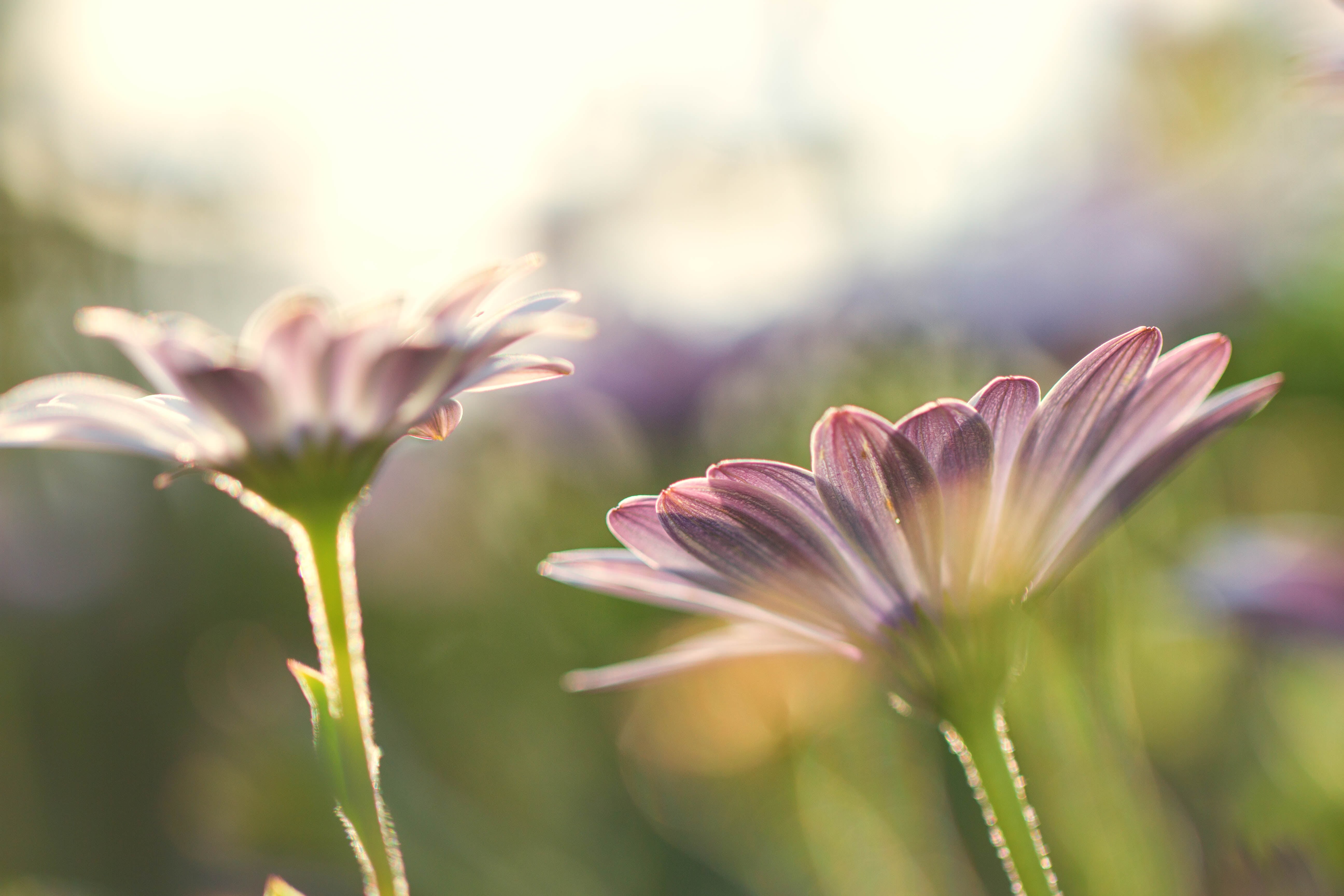 summer, season, 5K, Colorado, floral, close-up, petal, macro, purple, In the Light, close, white, closeup, cluster, flower, nature, plant, beauty In Nature, HD Wallpaper