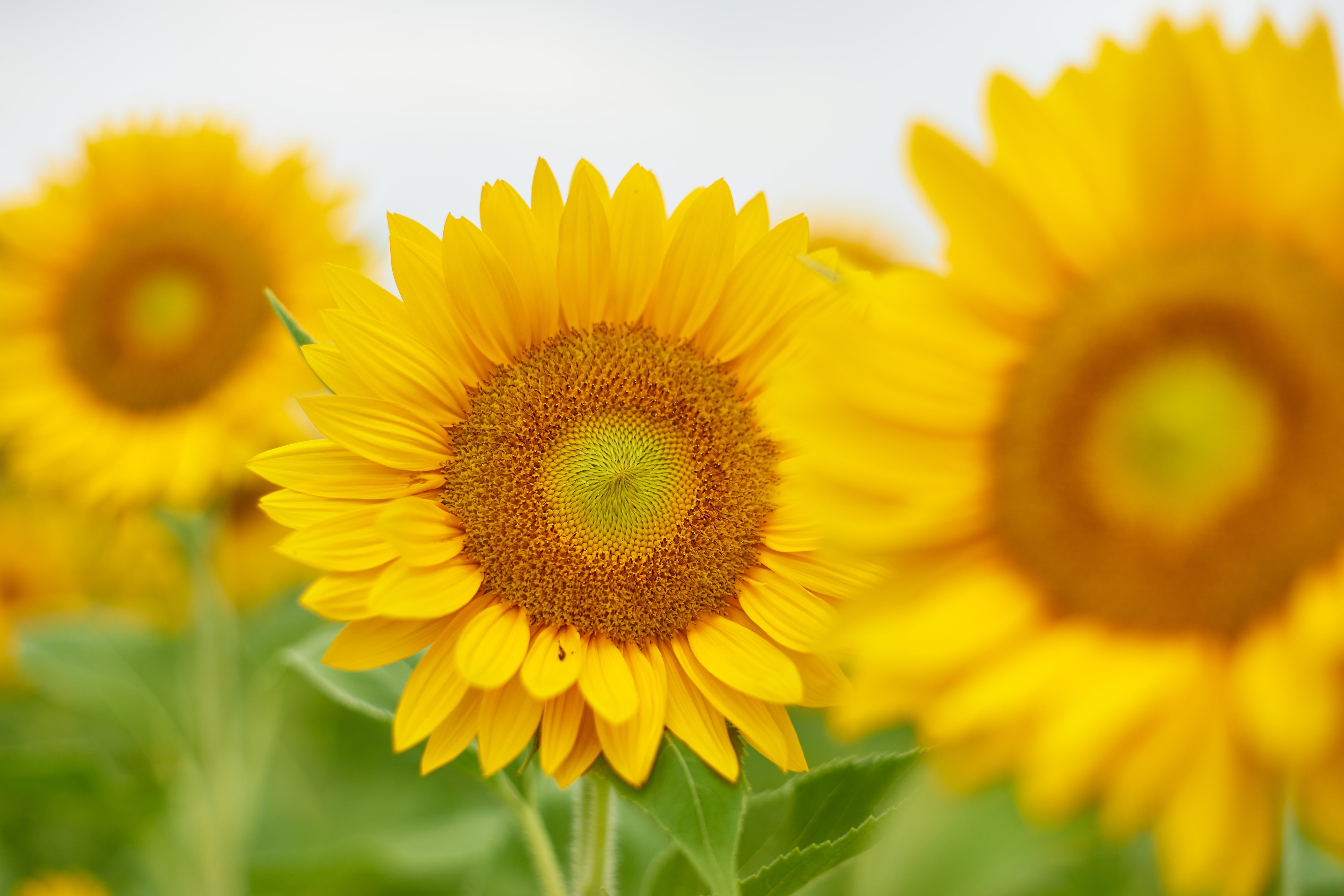 agriculture, sunflower, F1.4, field, summer, None, farm, close, sunlight, growth, nature, rural Scene, 5K, view, Sunflower farm, outdoors, Takumar, Pure, HD Wallpaper