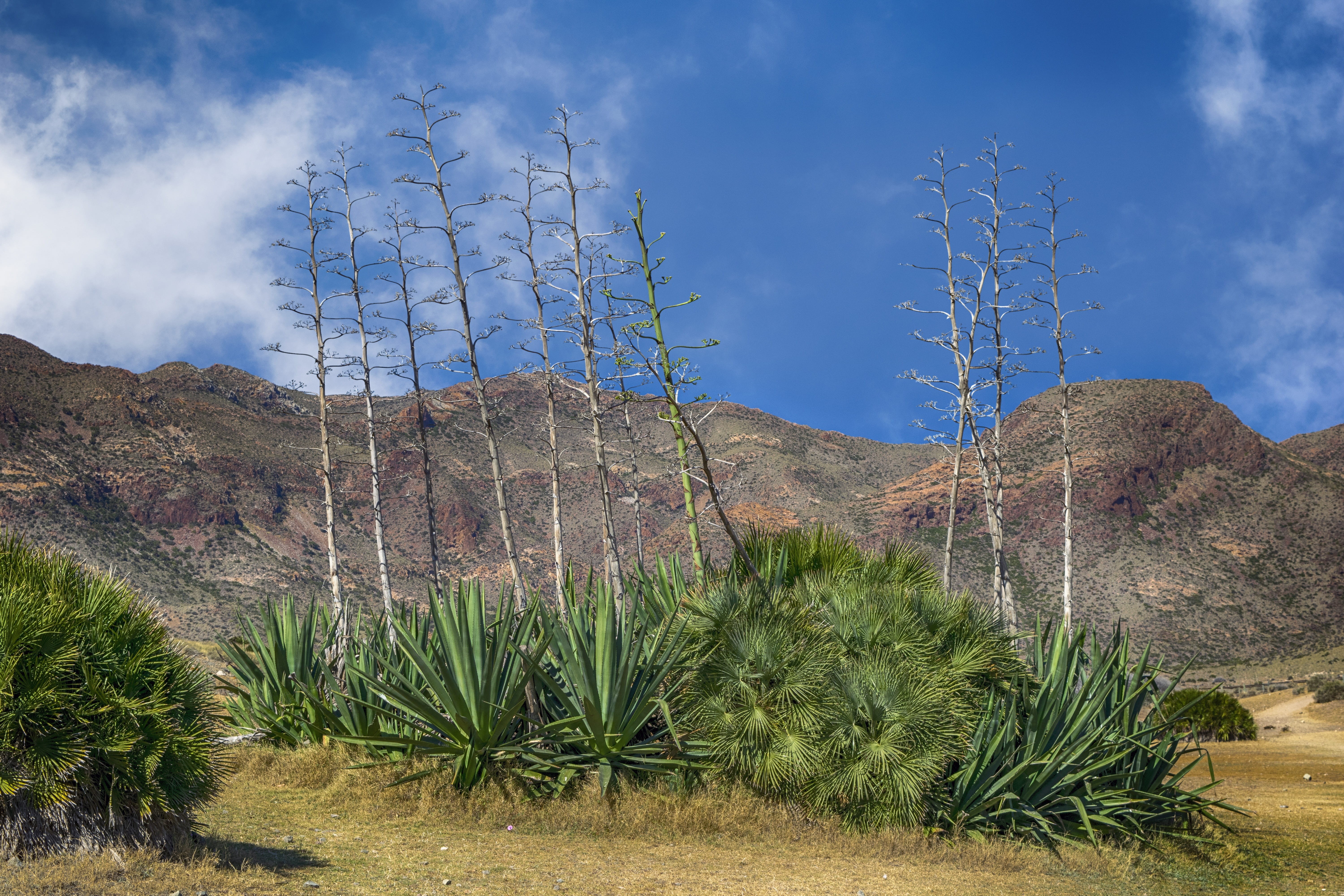 semi-arid, rock, succulent plant, travel destinations, no people, desert, clouds, green, almeria, rock - object, arid climate, cabo de gata, mountain, landscape, HD Wallpaper