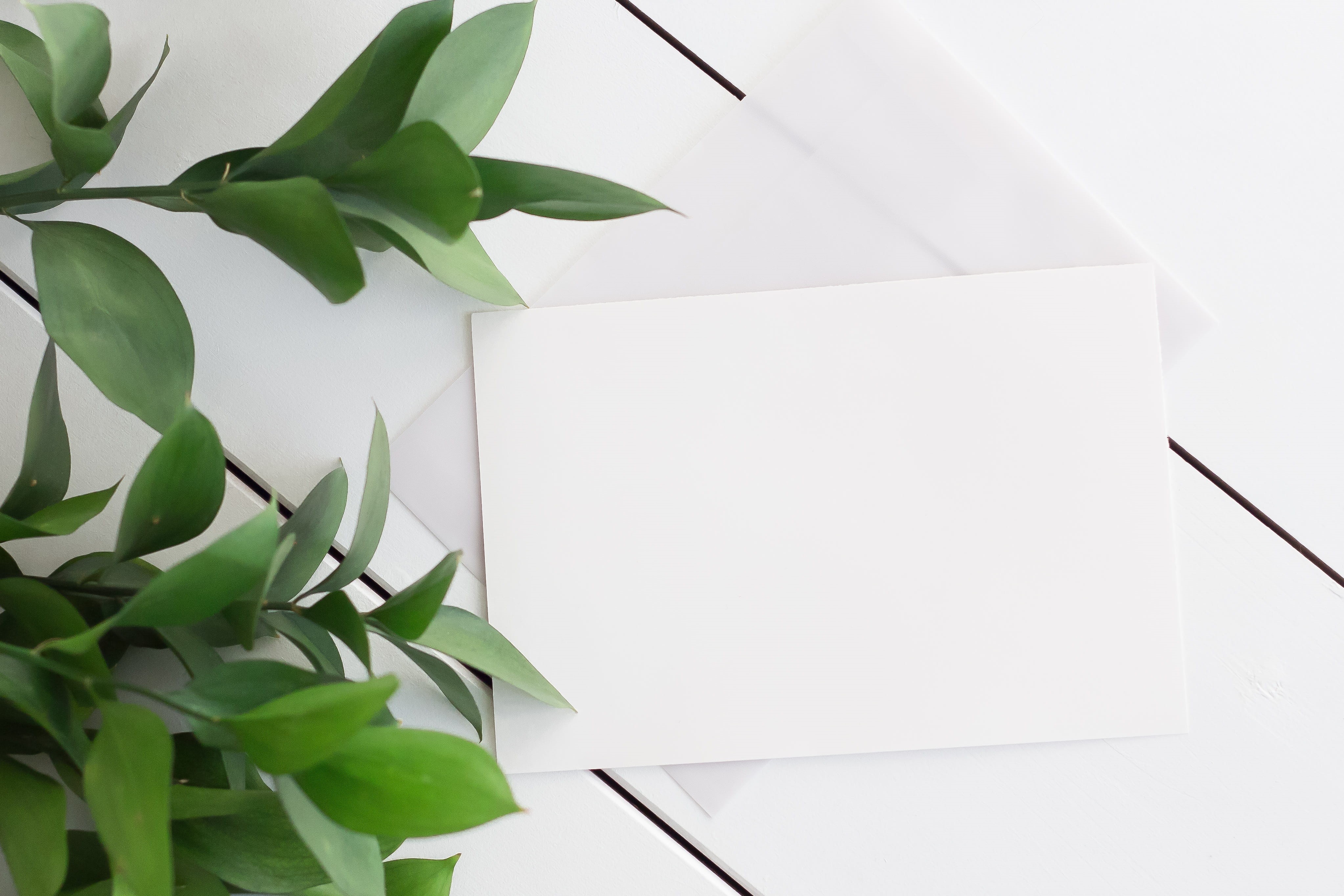 letter, close-up, copy space, leaf, flower, beauty in nature, sheet, vase, 4K, background, white color, no people, white wood, simple, indoors, card, studio shot, HD Wallpaper