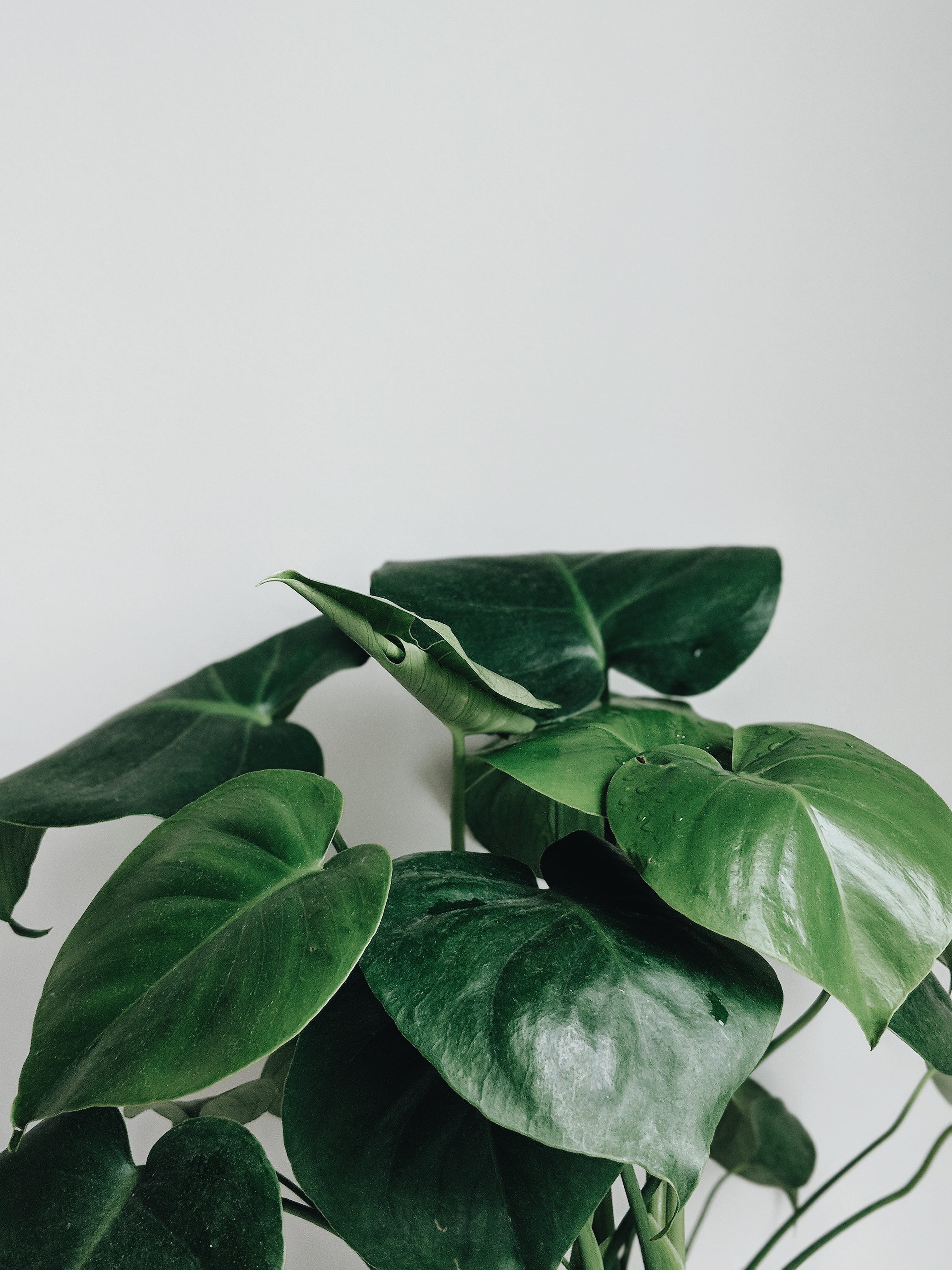 quiet, decoration, ivy, nature, house plant, tree, home interior, green, green Color, white, home, close-up, monstera deliciosa, organic, backgrounds, delicate, Phone HD Wallpaper