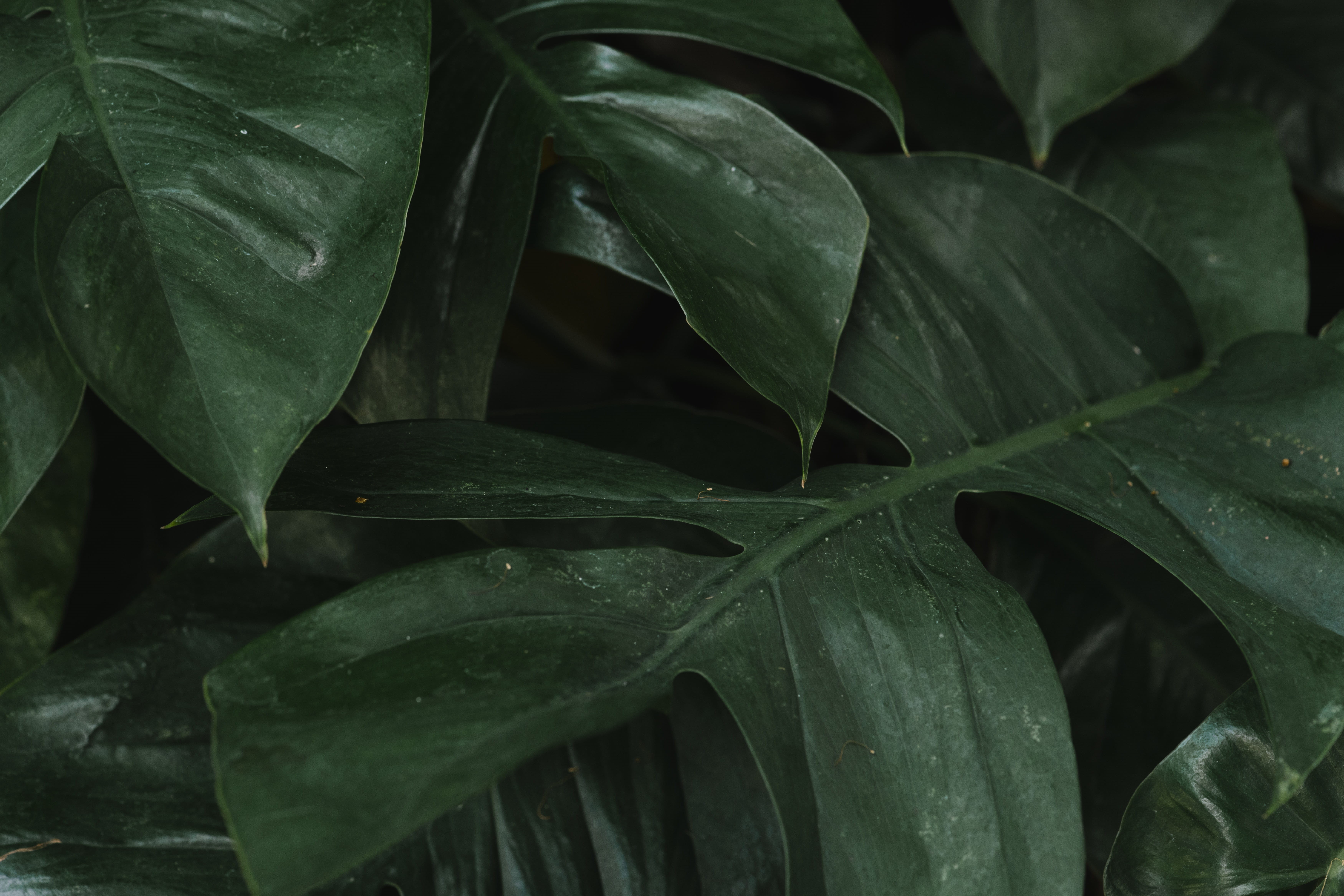 monstera, field, backdrop, green color, garden, color, water, 5K, day, material, close-up, design space, freshness, food and drink, full frame, design, HD Wallpaper
