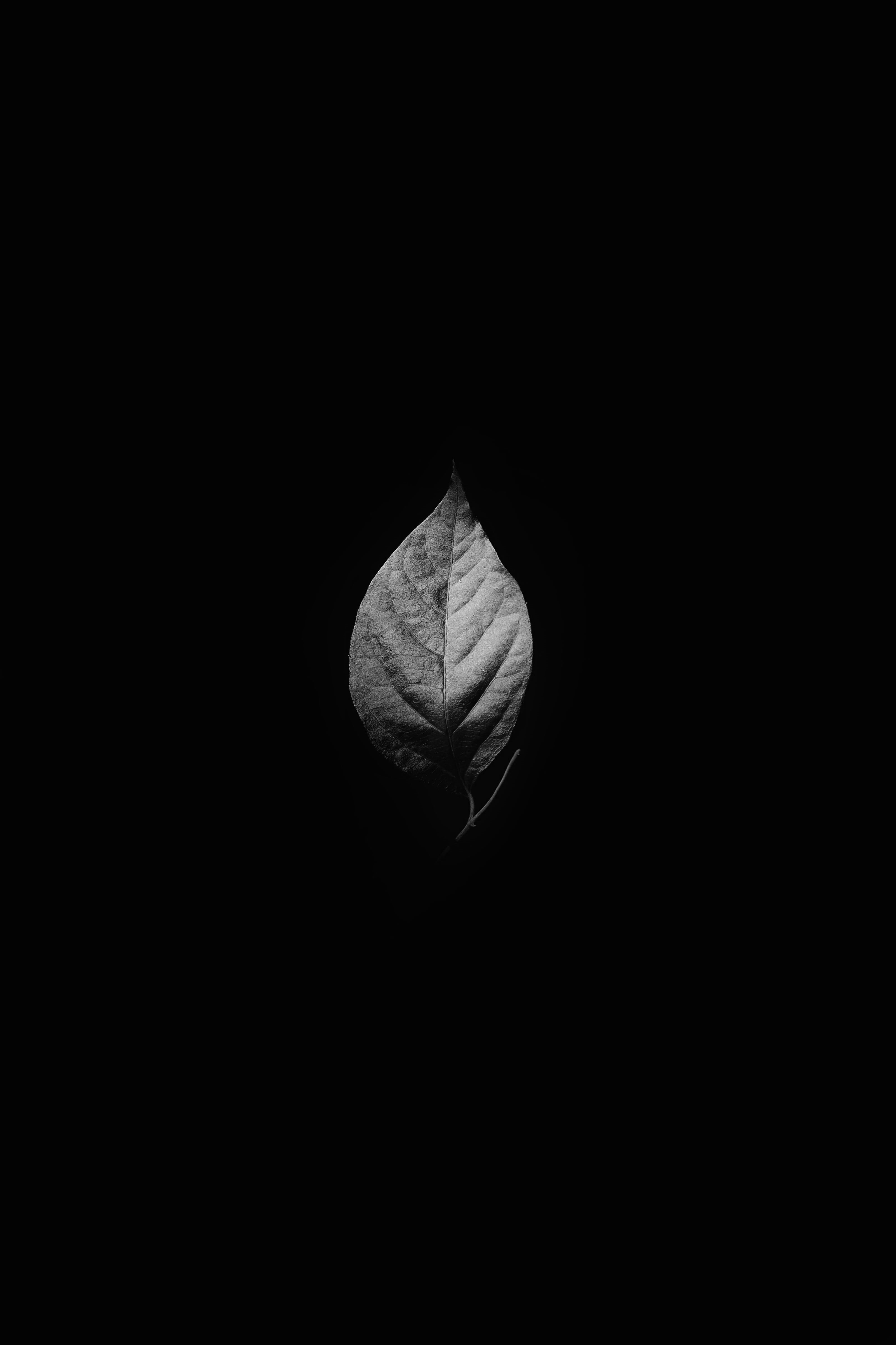 petal, fragility, veins, black and white, flower head, freshness, vulnerability, studio shot, flower, close-up, copy space, flowering plant, black background, Phone HD Wallpaper