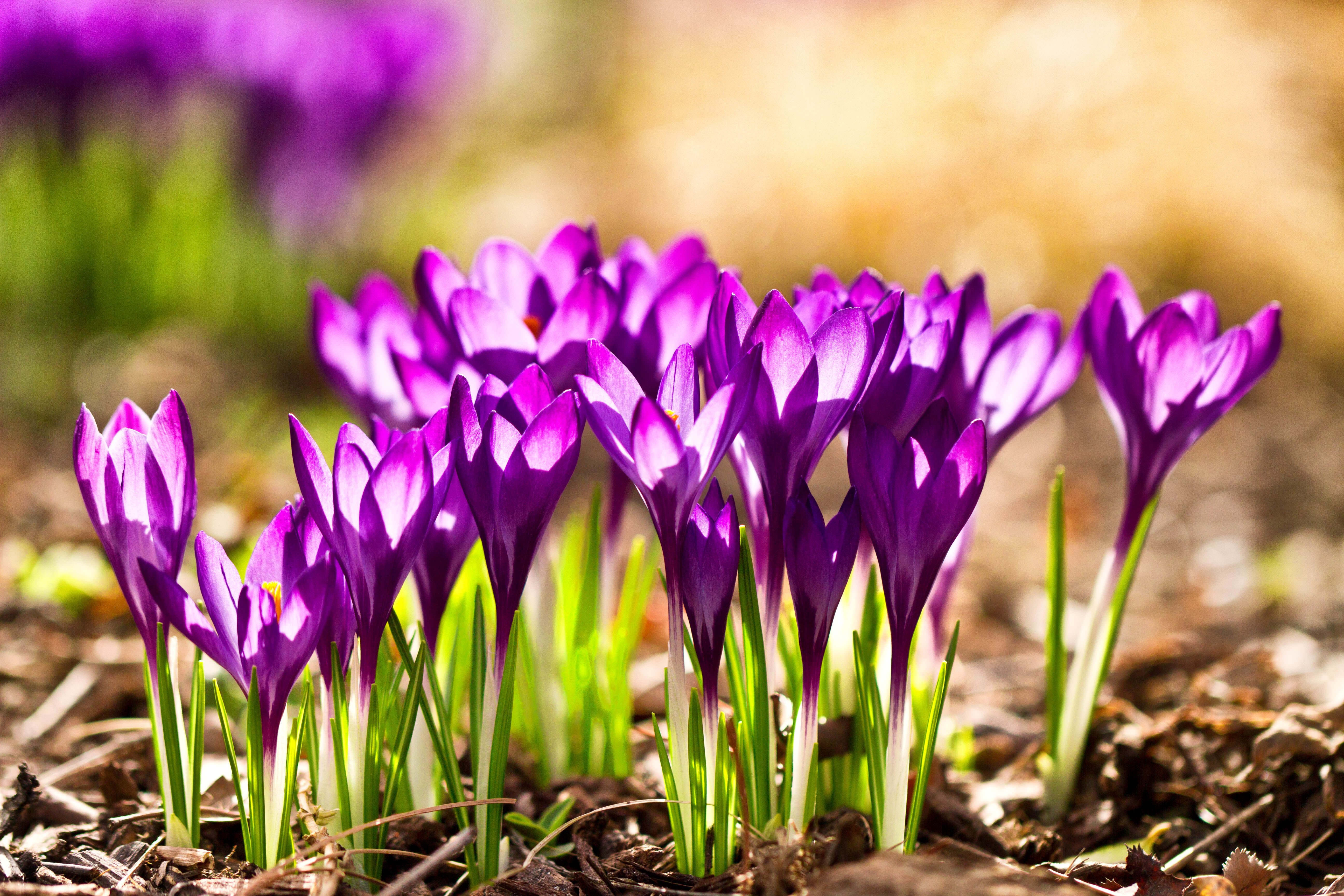 bokeh, springtime, floral, tulip, 5K, Denver Botanic Gardens, bulbs, Spring, plant, close-up, flowers, Colorado, growth, focus, leaf, backlighting, nature, HD Wallpaper
