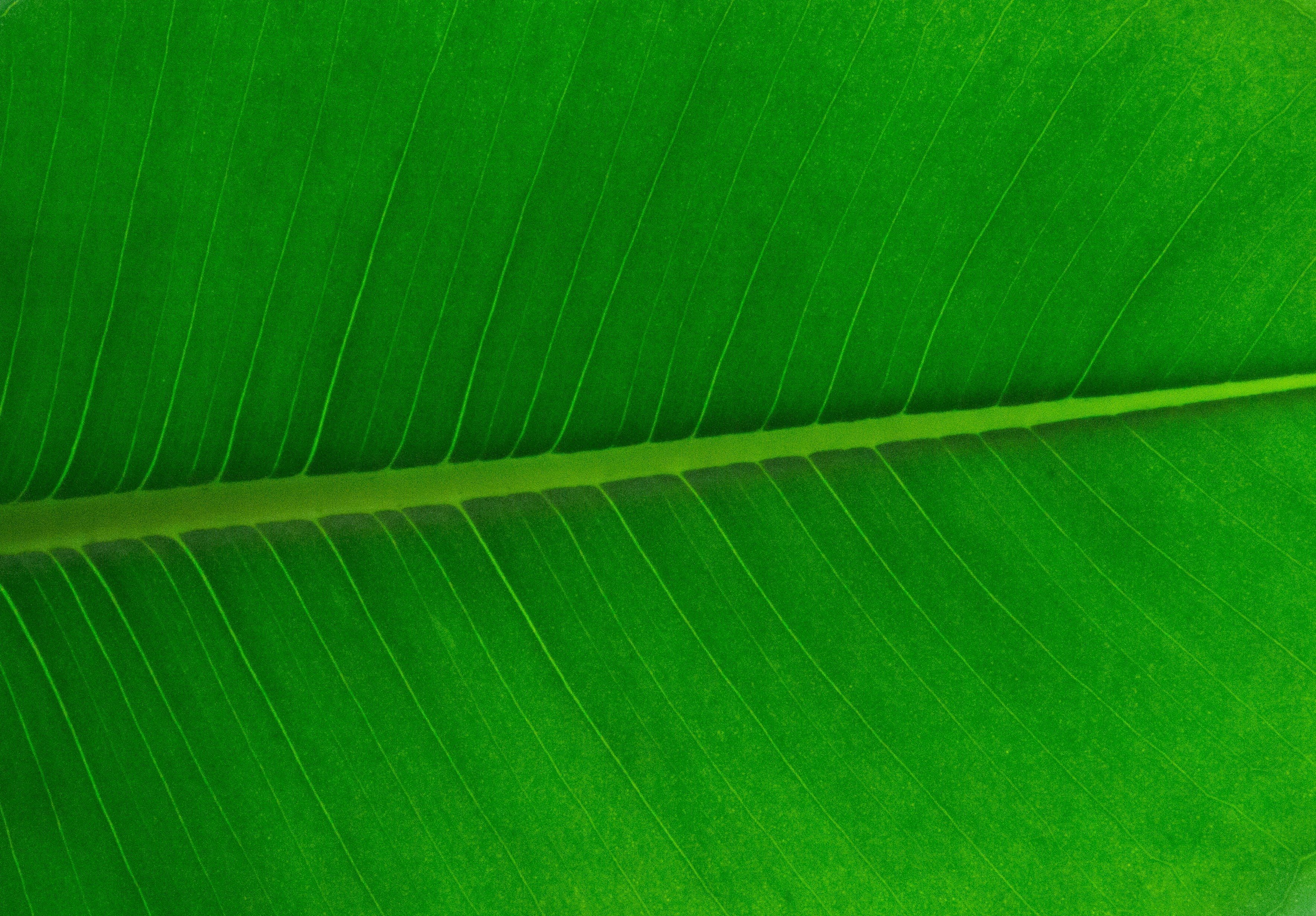 macro, beauty in nature, no people, fragility, 2K, natural pattern, nature, full frame, the leaves, plant, leaf vein, backgrounds, state of the union, HD Wallpaper