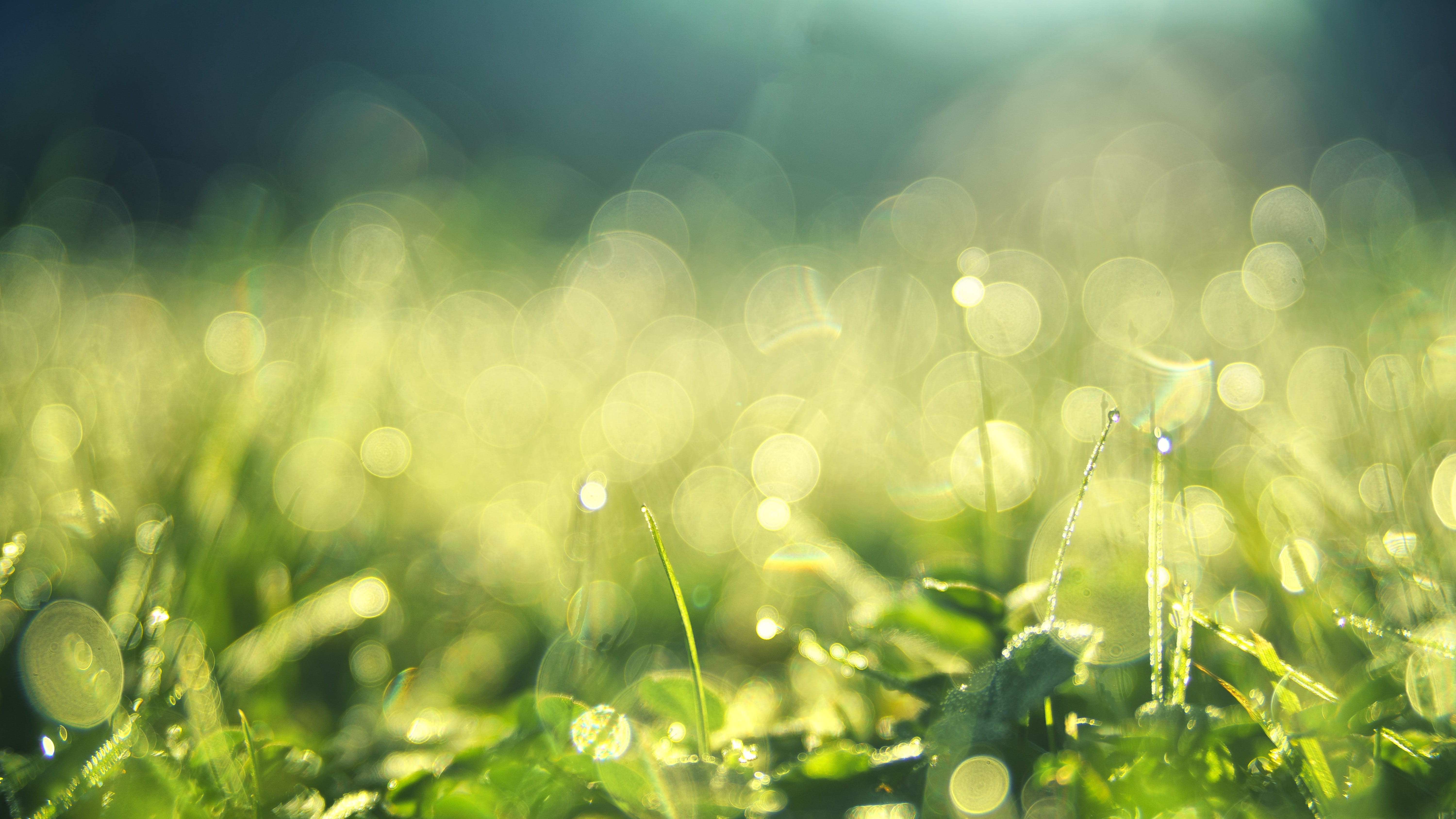 blade of grass, freshness, water, land, background, morgentau, abstract, dew, nature, close-up, wet, colorful, bright, meadow, sunlight, brightly lit, 5K, HD Wallpaper