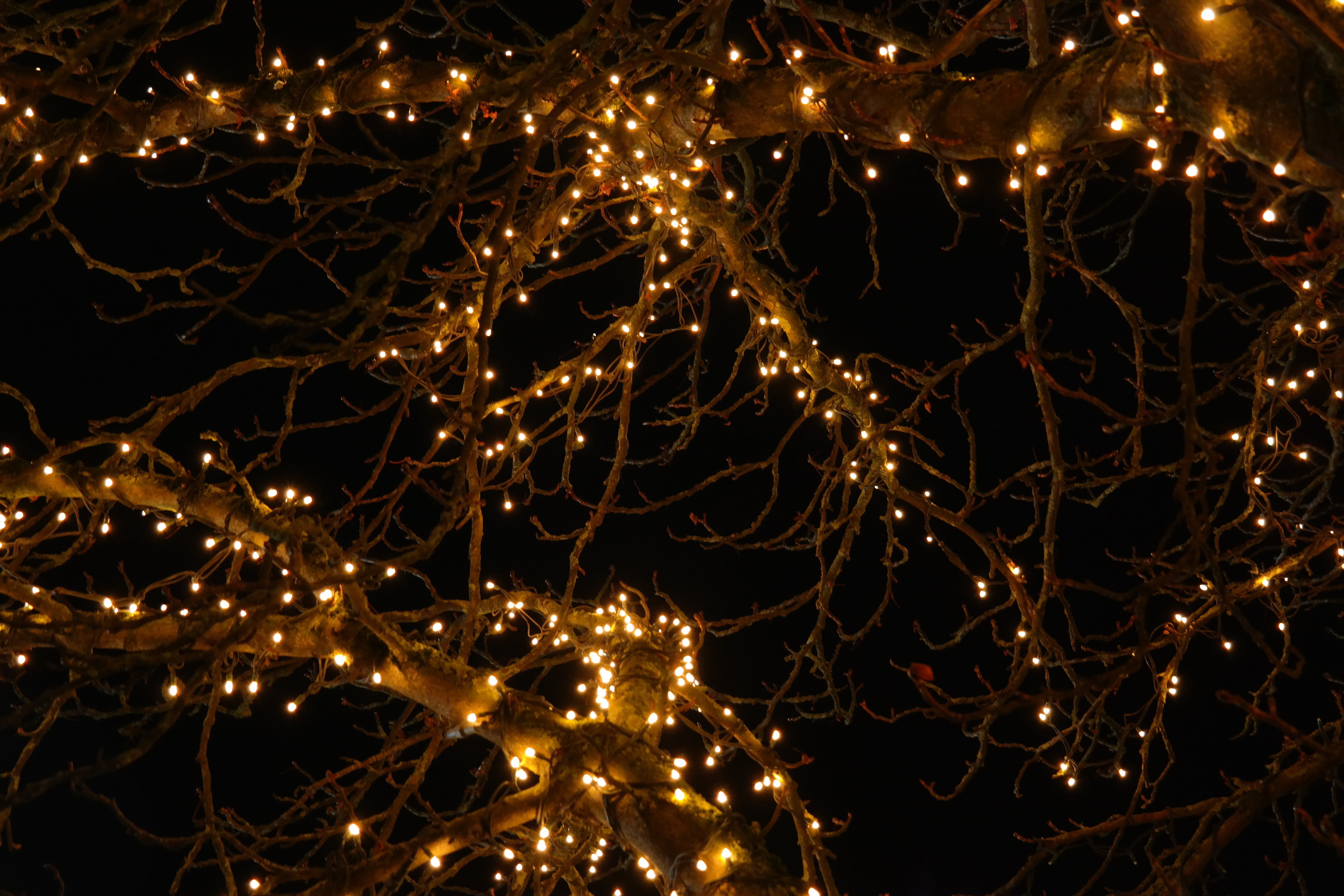 outdoors, Lights, branch, illuminated, Tree, christmas ornament, holiday - event, electricity, Night, nature, celebration, fire - Natural Phenomenon, abstract, HD Wallpaper