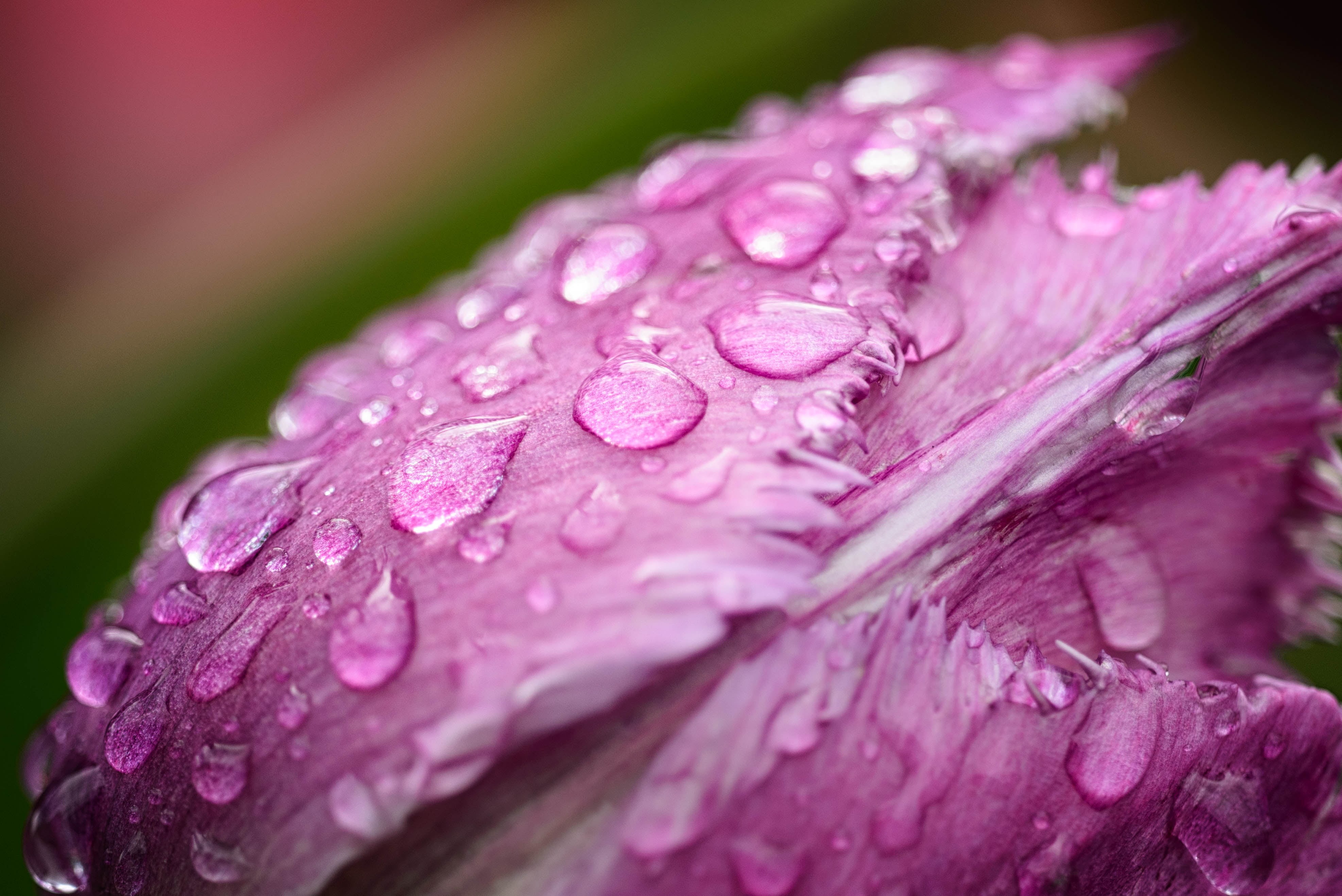 close-up, beauty In Nature, tulips, drop, drops, 4K, water, pink, single Flower, freshness, Tulip, closeup, plant, dew, Jagged, nature, flower, droplets, HD Wallpaper