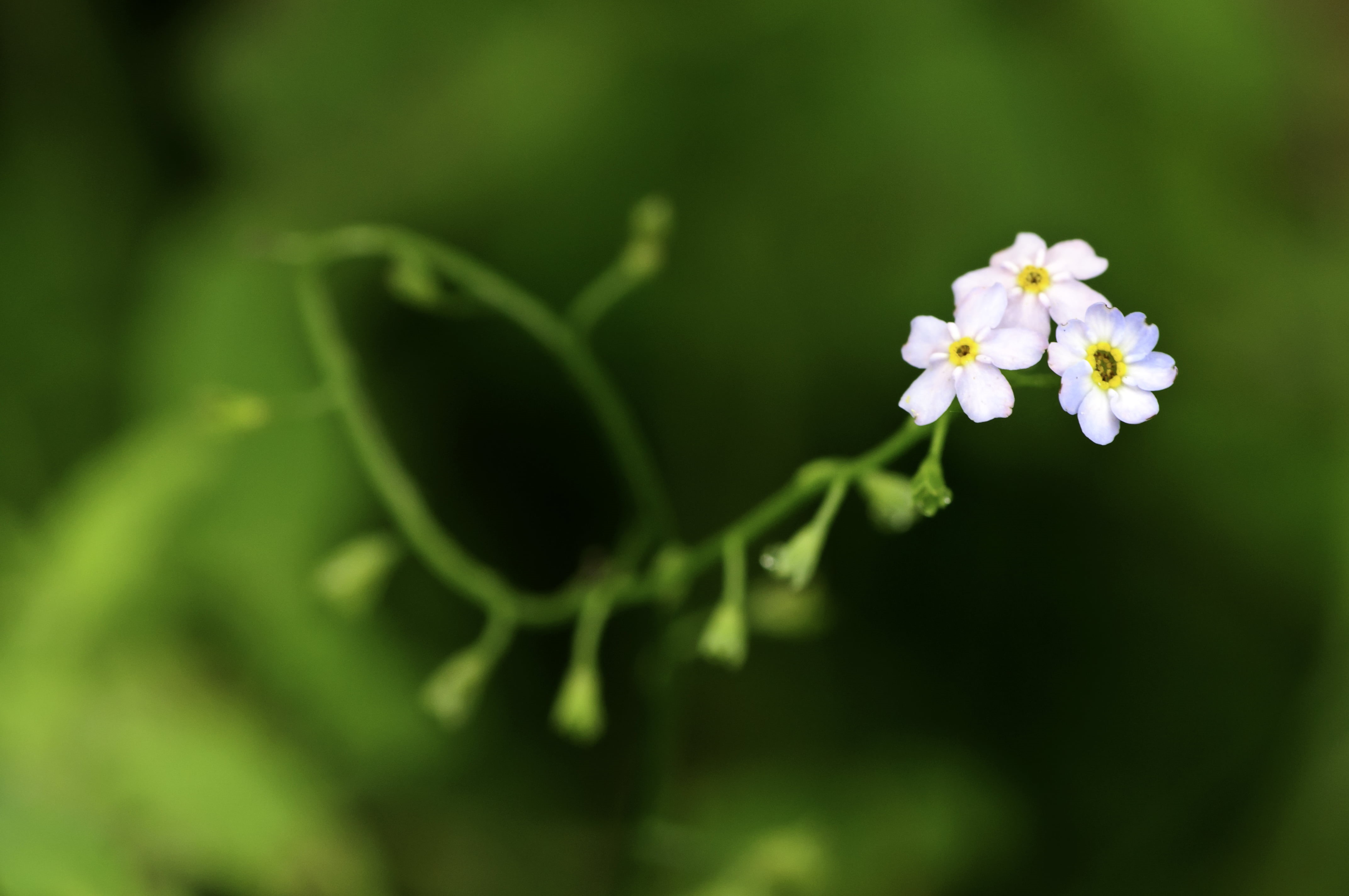 springtime, blue, soft, photo, plant, pink, white, core, curved, tiny, flower, focus, green Color, blurred, freshness, selective, nature, petal, close-up, HD Wallpaper