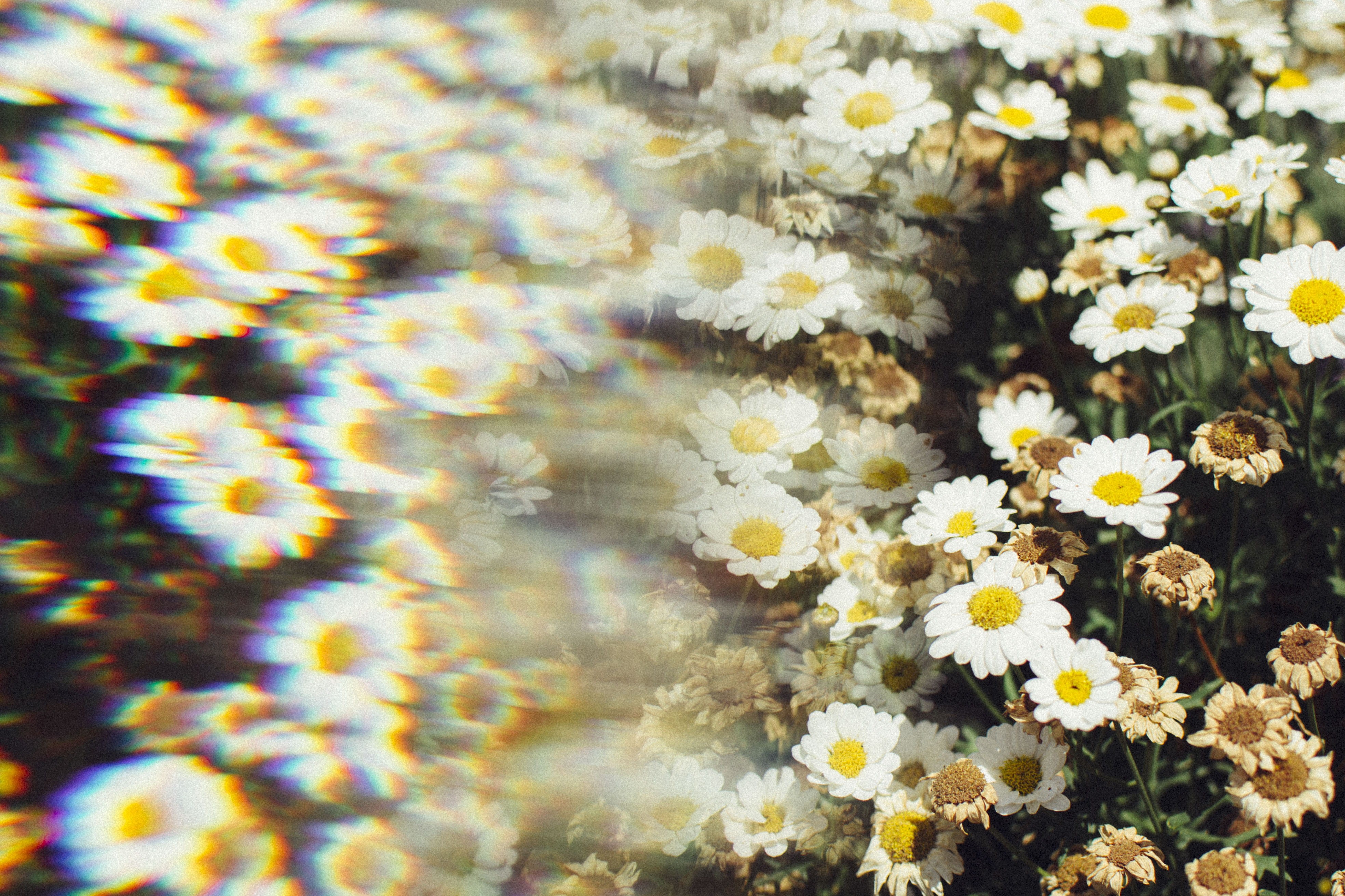 no people, full frame, yellow, blurry, growth, flowering plant, prism, plant, nature, 4K, beauty in nature, white color, fragility, outdoors, day, landscape, HD Wallpaper