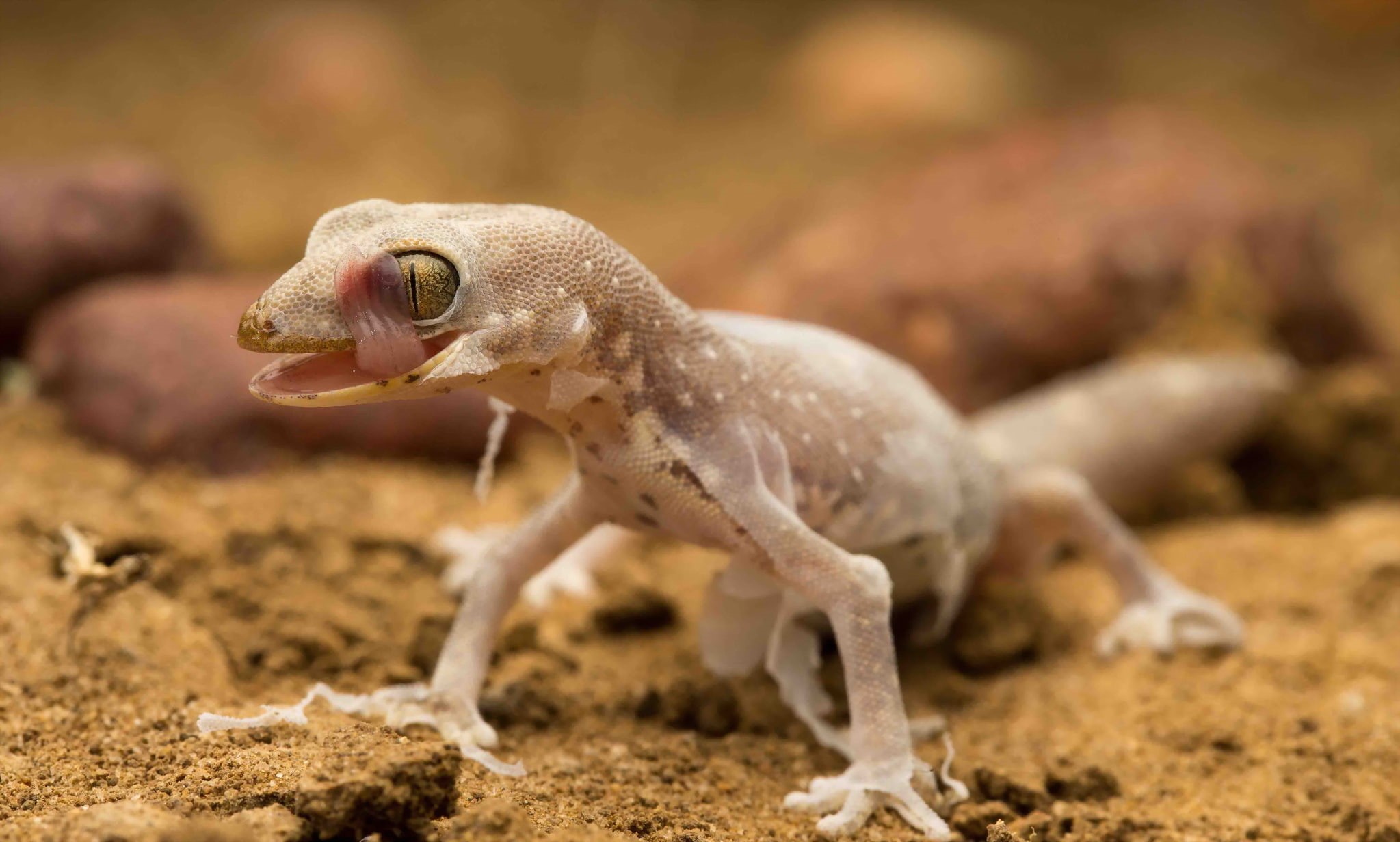 nature, lizard, Tessellated gecko, 1080P, HD Wallpaper