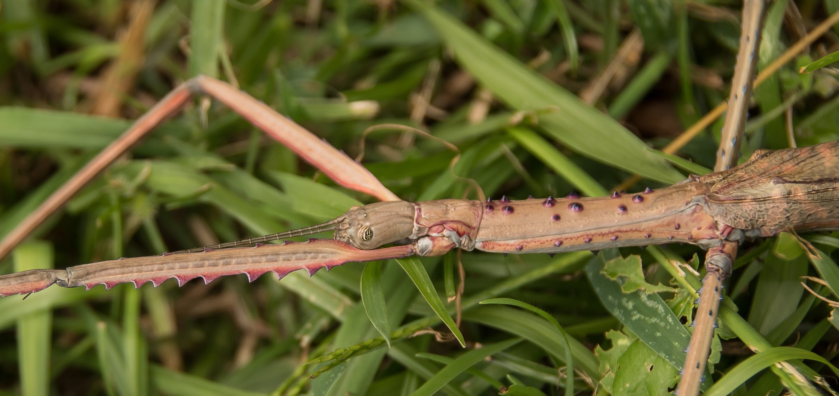 reptile, brown, invertebrate, focus on foreground, blade of grass, animal wildlife, outdoors, animals in the wild, crawling, day, 2K, queensland, green color, HD Wallpaper