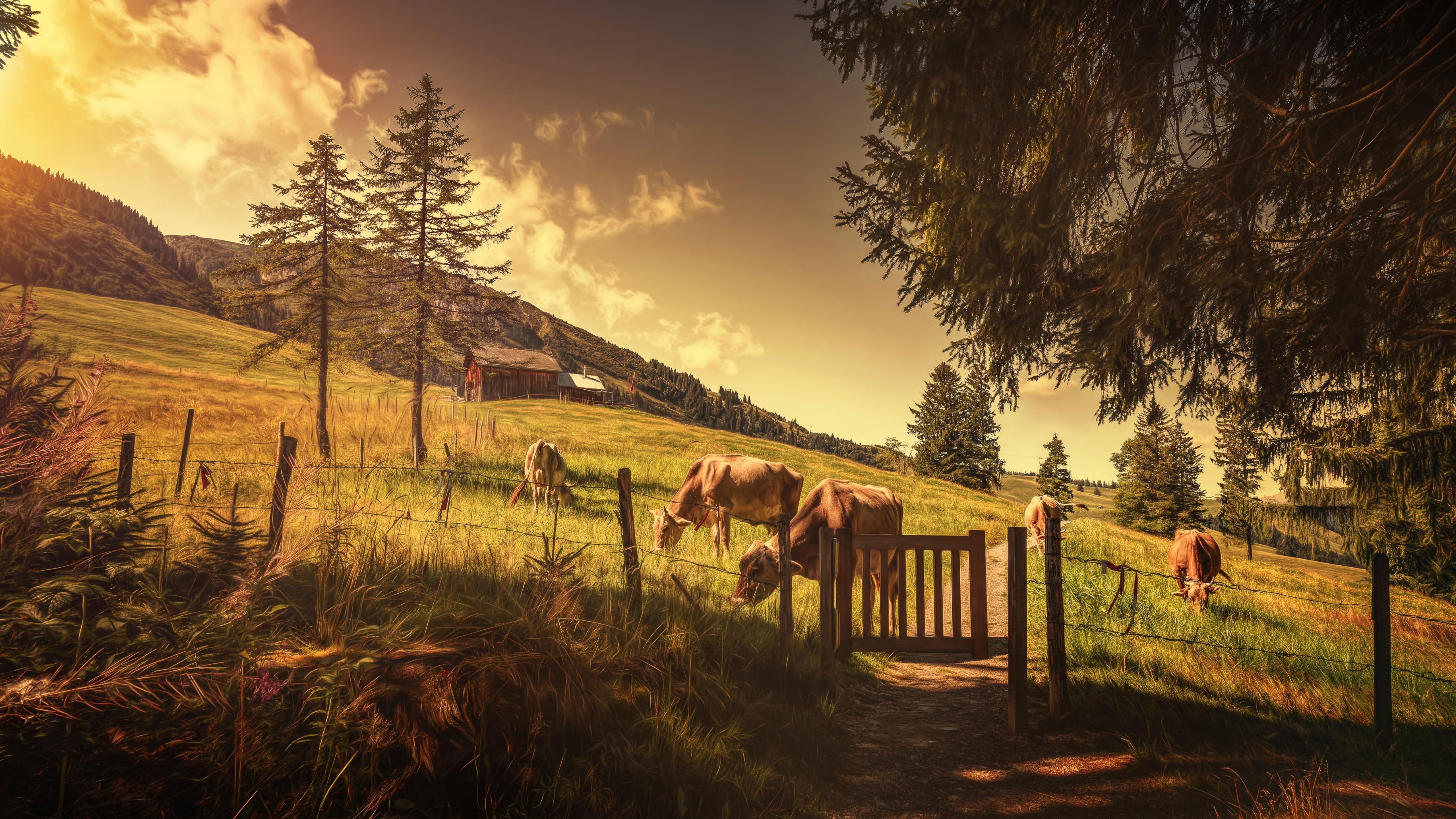 cow, meadow, 5K, animal, summer, rural area, mountain village, village, rural life, barn, farm, countryside, HD Wallpaper