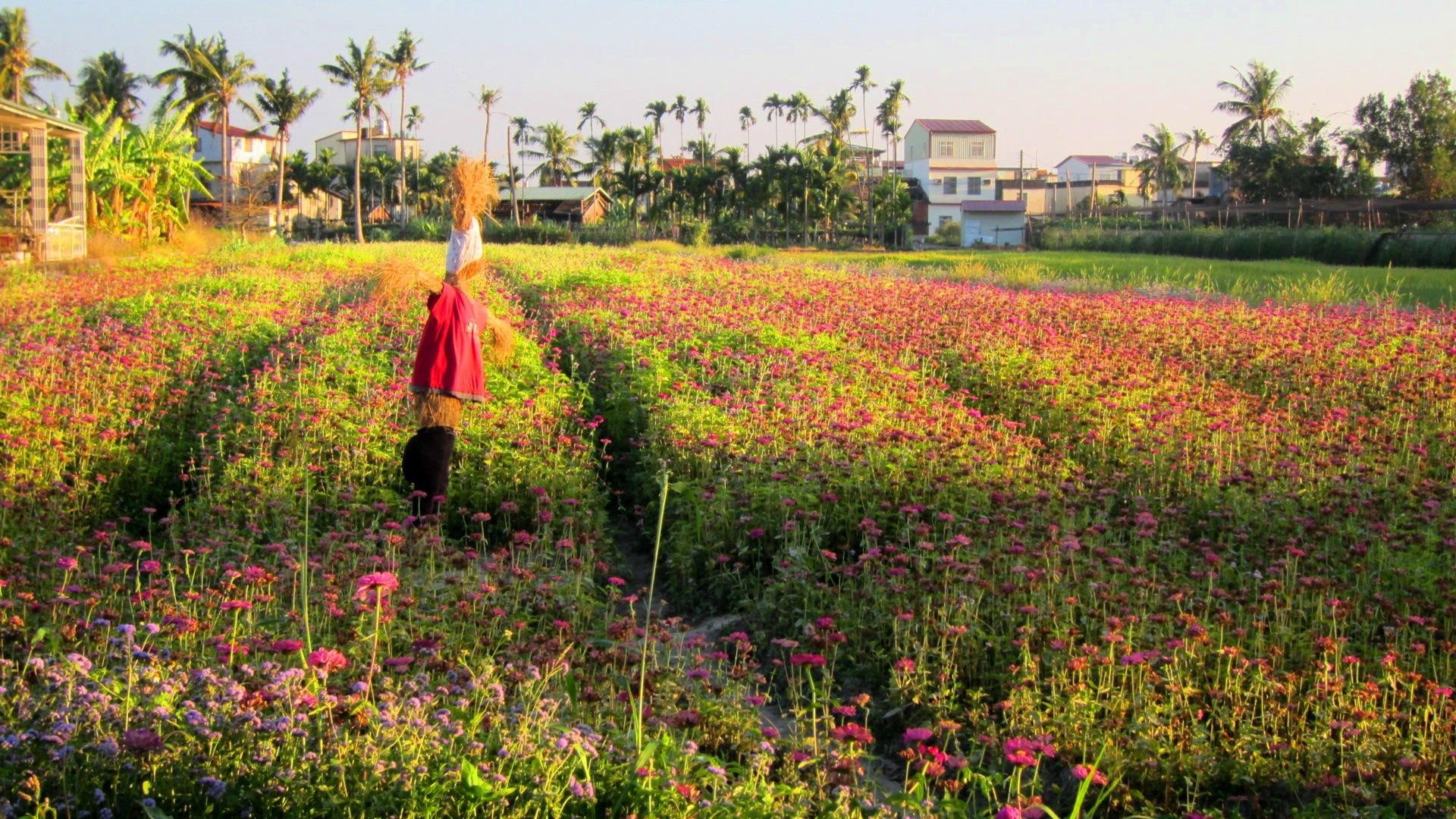 field, house, 1080P, nature and landscapes, scarecrow, rural, flower, HD Wallpaper