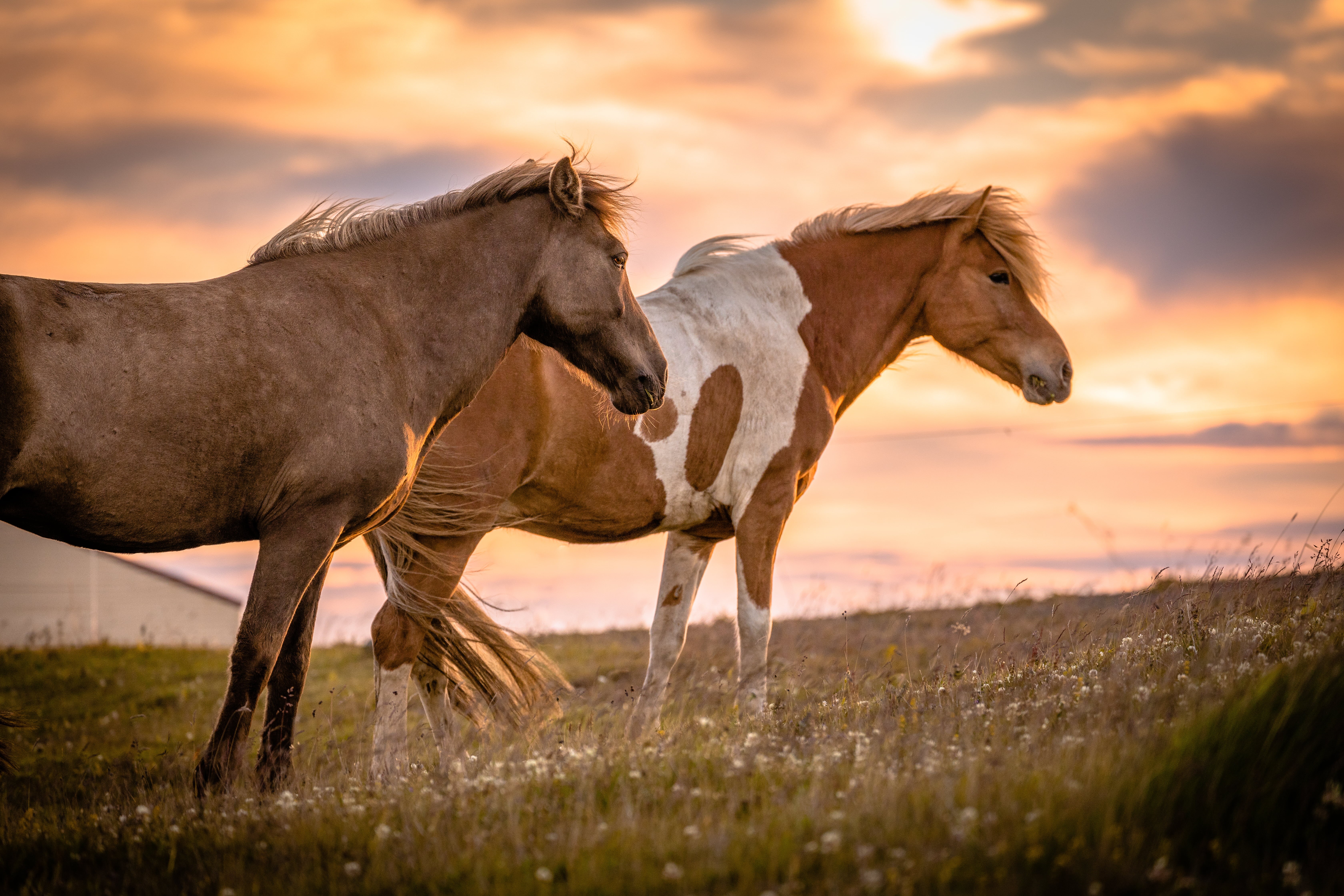 horse, summer, sky, grass, horses, meadow, evening, brown, sky  Island, 5K, travel, Icelandic, pasture, field, sunny, nature, orange sky, outdoors, stallion, HD Wallpaper