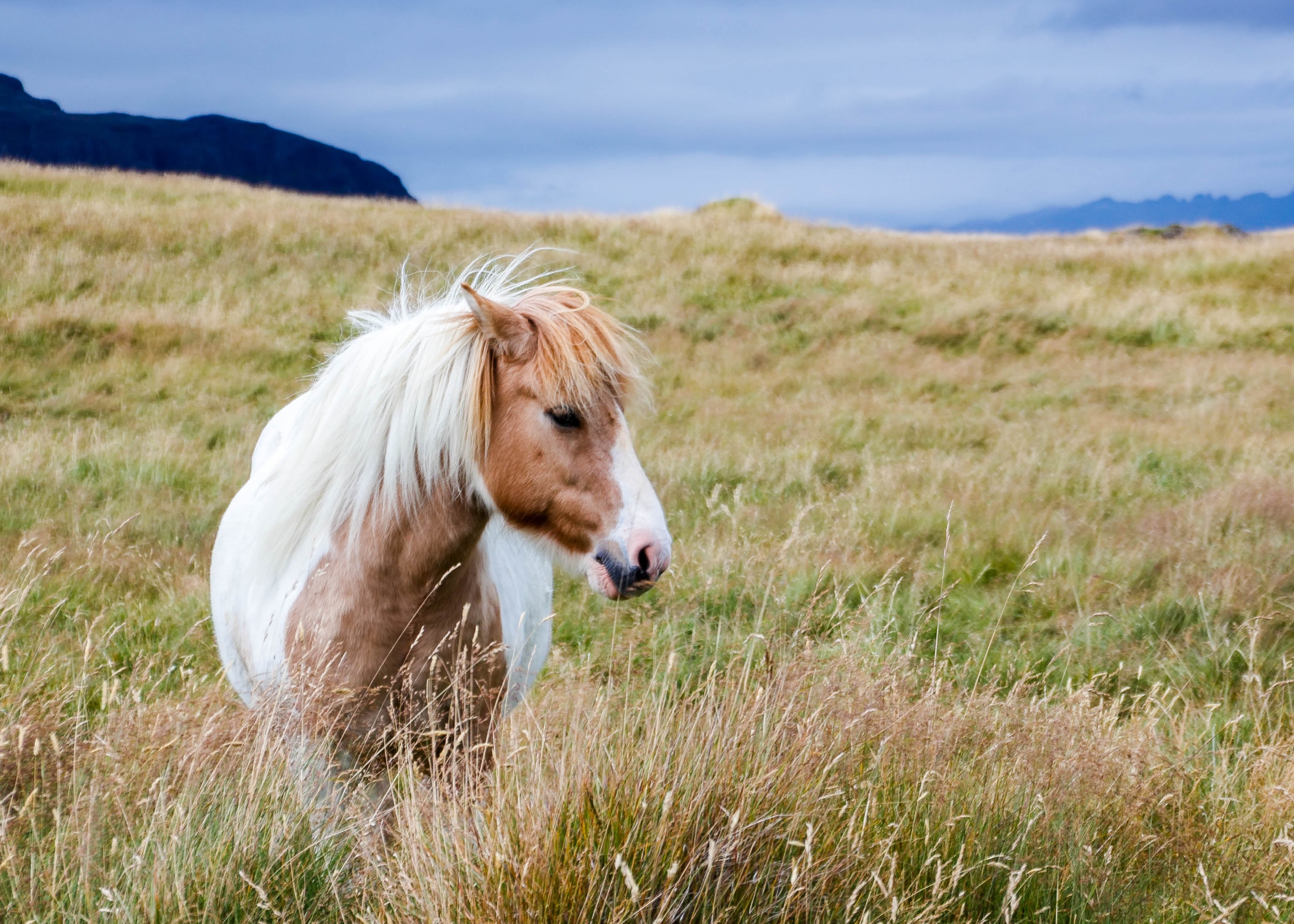 mare, agriculture, rural Scene, cavalry, plains, brown, rural, meadow, mountain, grass, farm, mammal, horse, hayfield, Wiese, portrait, sky, Tier, white, HD Wallpaper
