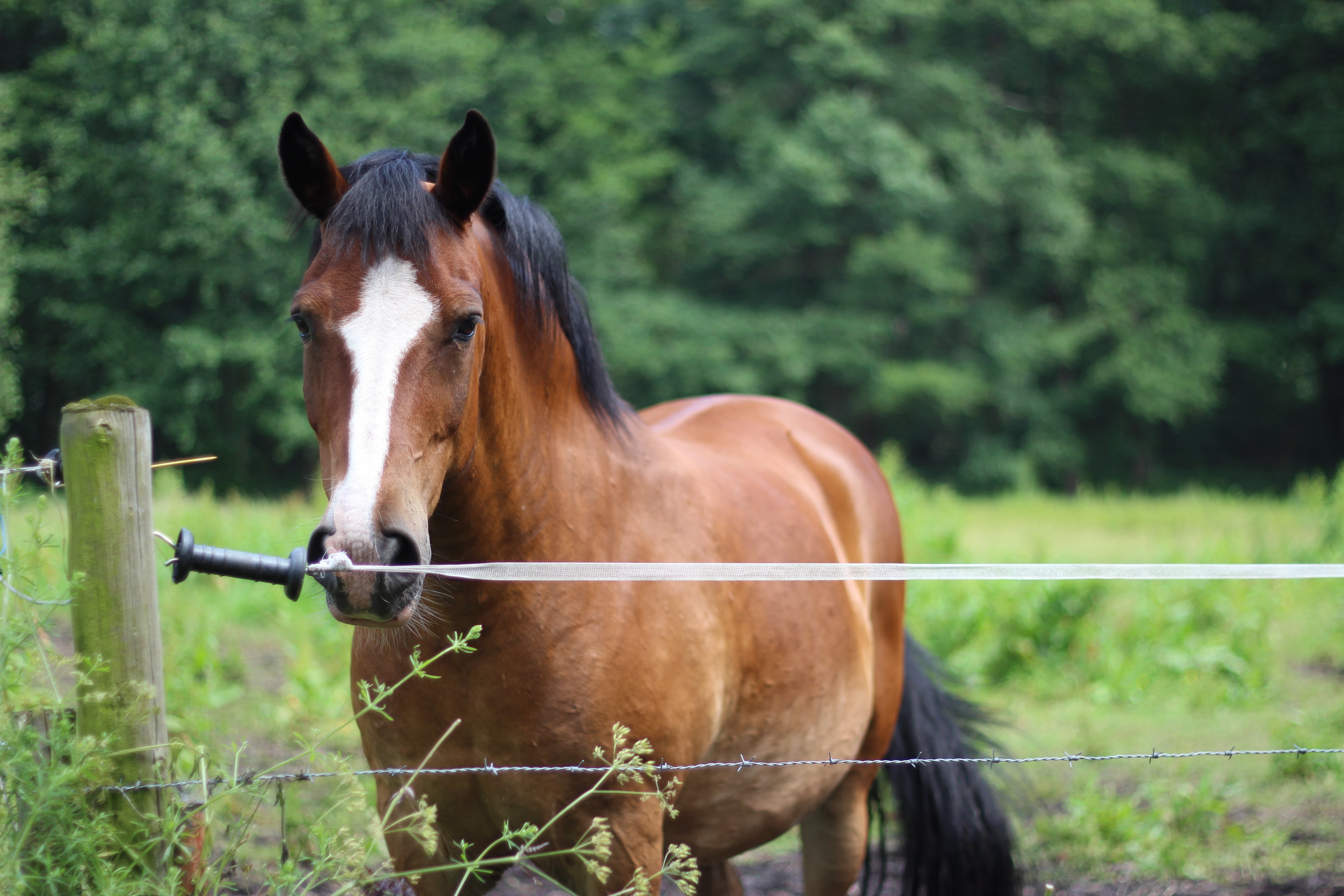 grass, farm, Netherlands, animal, mammal, Landscape, near, pasture, ranch, Canon, stallion, rural Scene, brown, 5K, outdoors, 600D, horse, thoroughbred Horse, HD Wallpaper