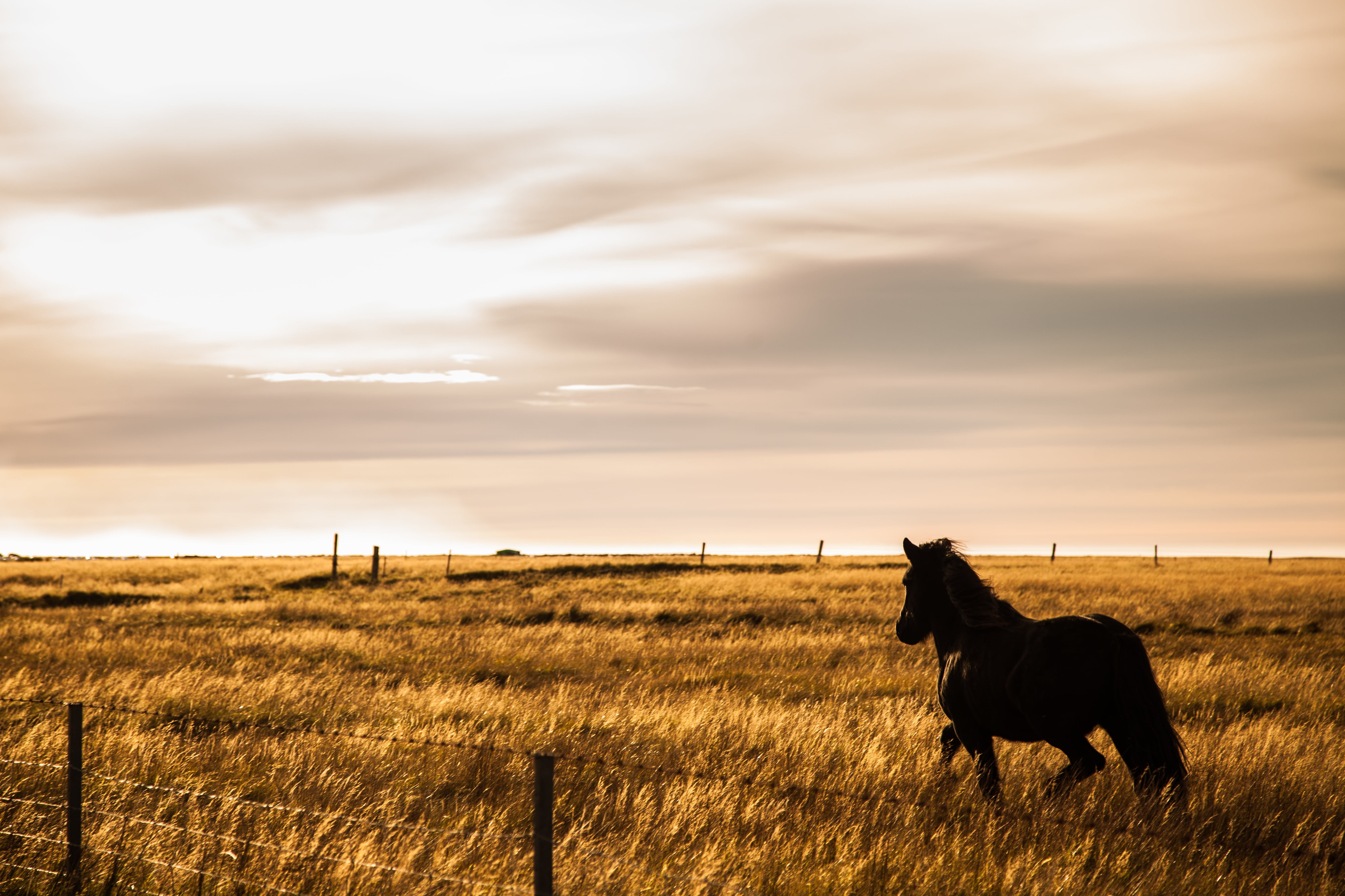ig, agriculture, dressage, ranch, meadow, equine, grazing, photo, farm, horseriding, grass, horse, field, sunset, icelandair, landscape, livestock, nature, HD Wallpaper