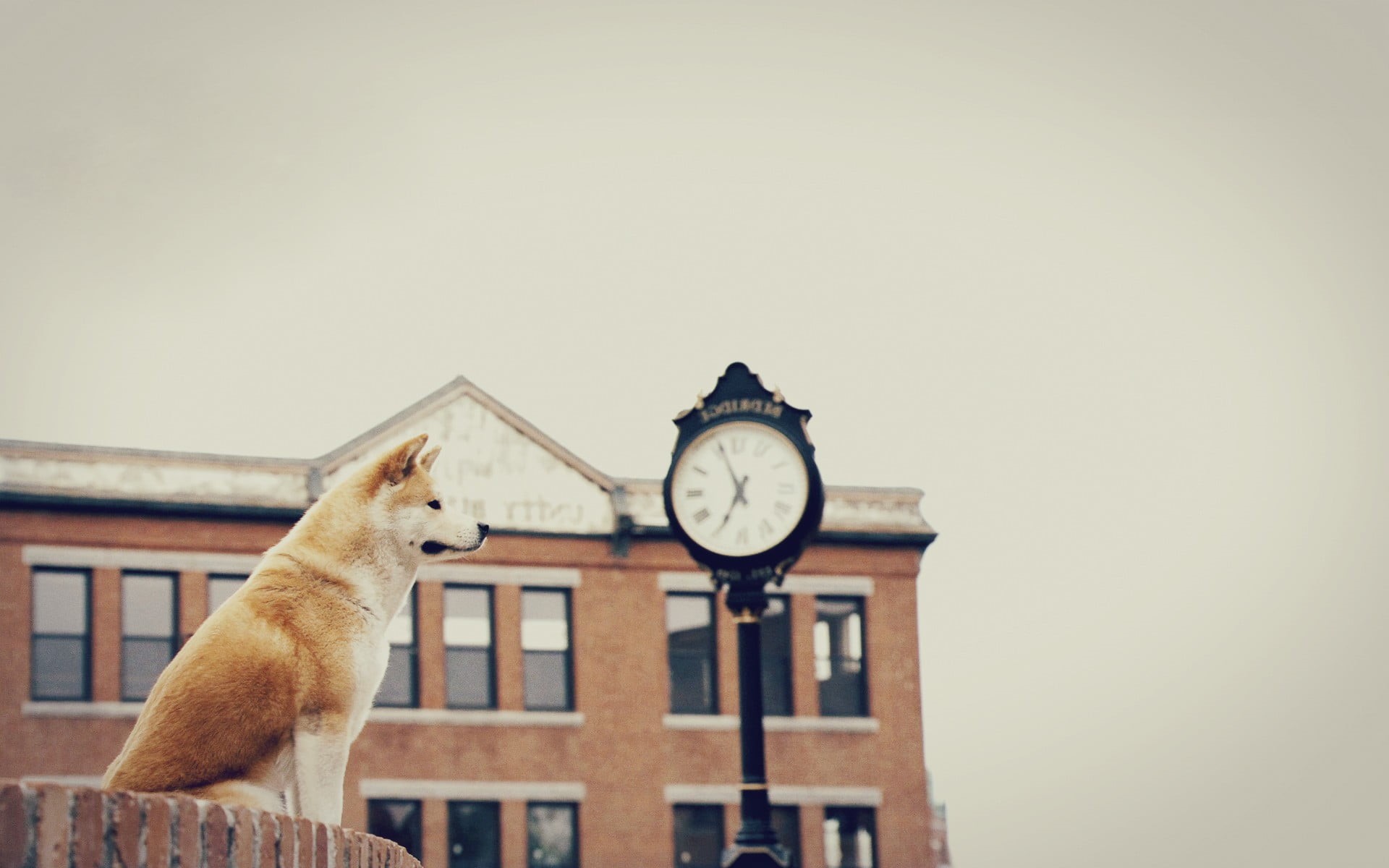 animal, architecture, wall, sky, brick, building exterior, day, animals in the wild, daytime, animal themes, mammal, pets, domestic, one animal, domestic animals, HD Wallpaper