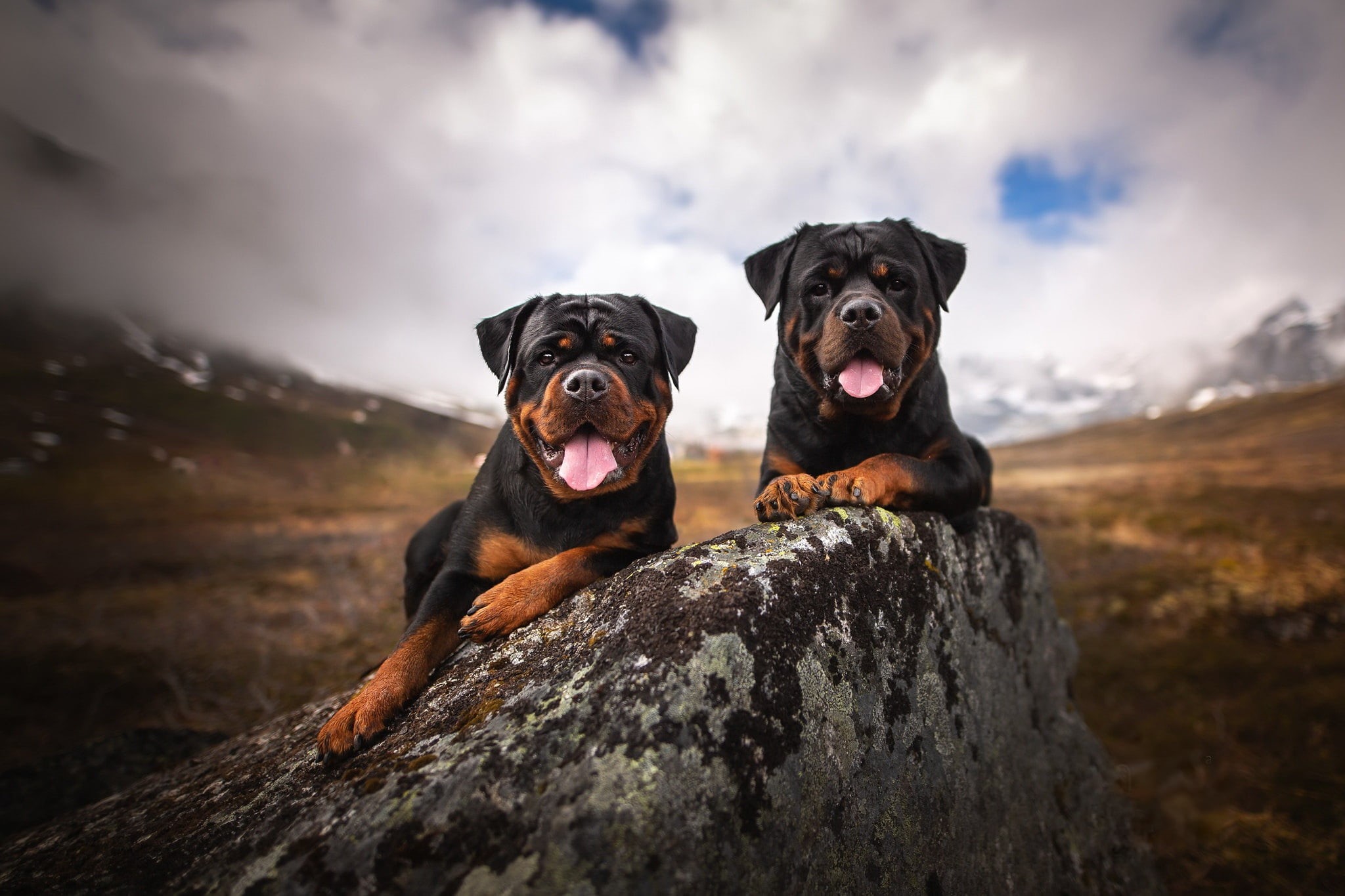 Rottweiler, Dog, 1080P, Dogs, Pet, HD Wallpaper