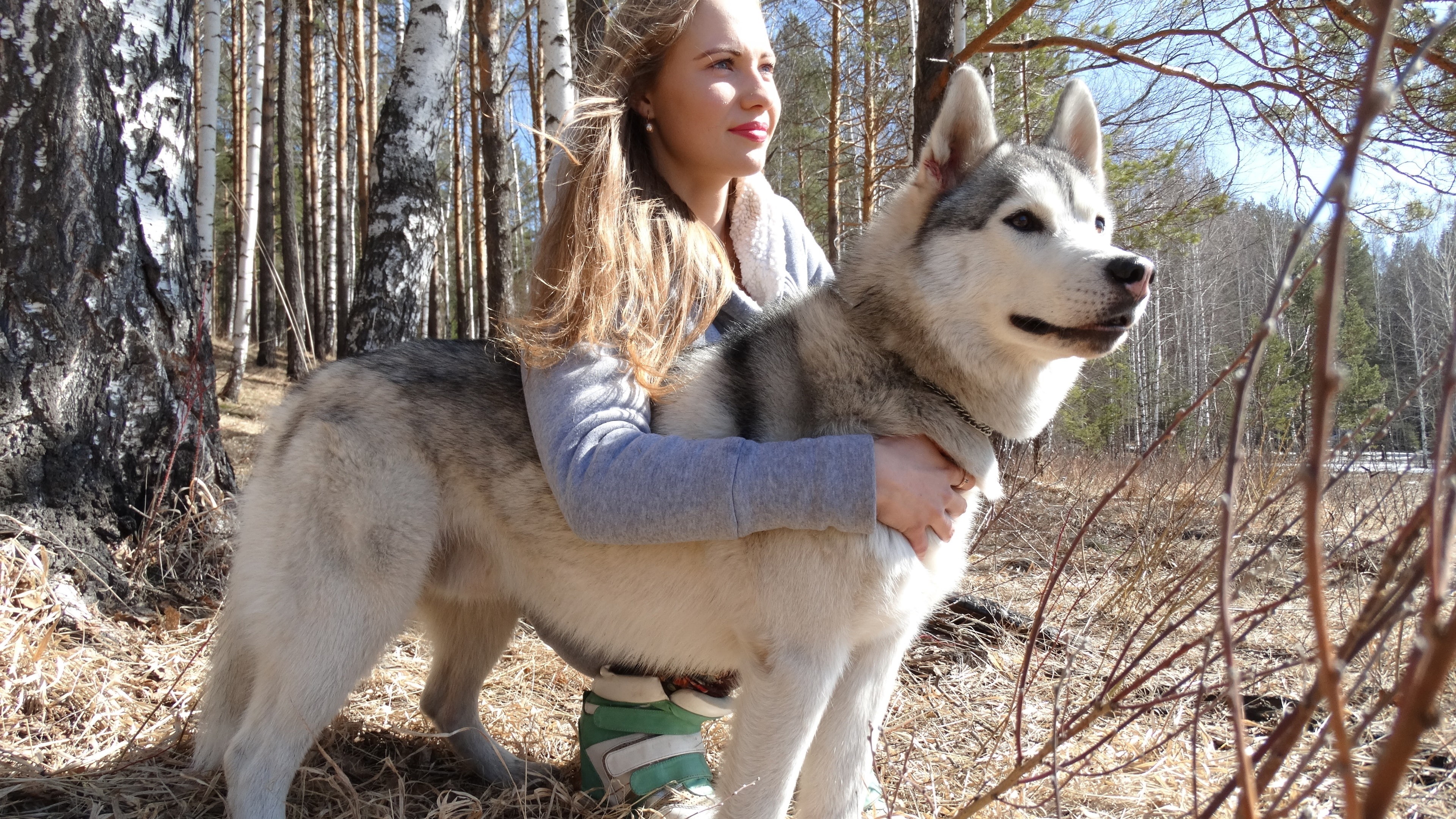 siberian, 4K, Husky, Forest, Girl, Dog, HD Wallpaper