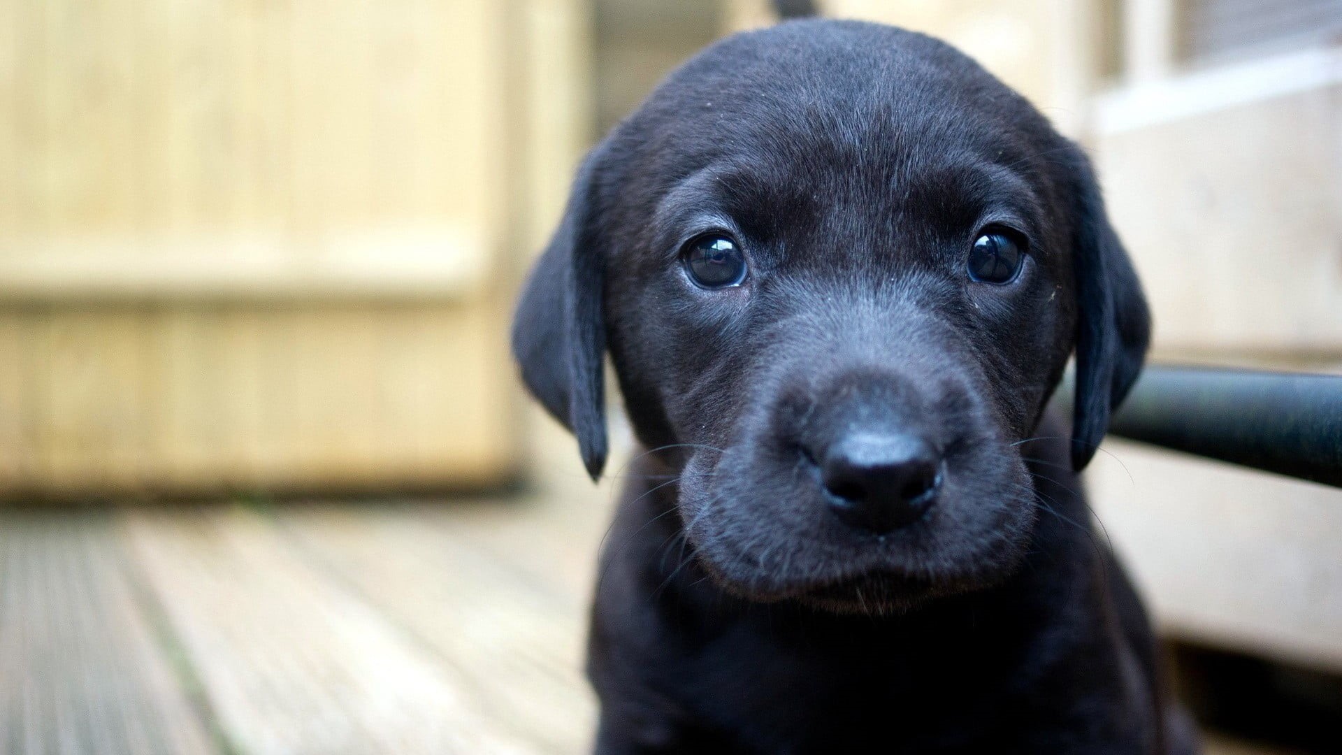 mammal, young animal, one animal, close-up, retriever, animal themes, canine, dog, puppies, animal head, domestic, innocence, looking at camera, Labrador Retriever, HD Wallpaper