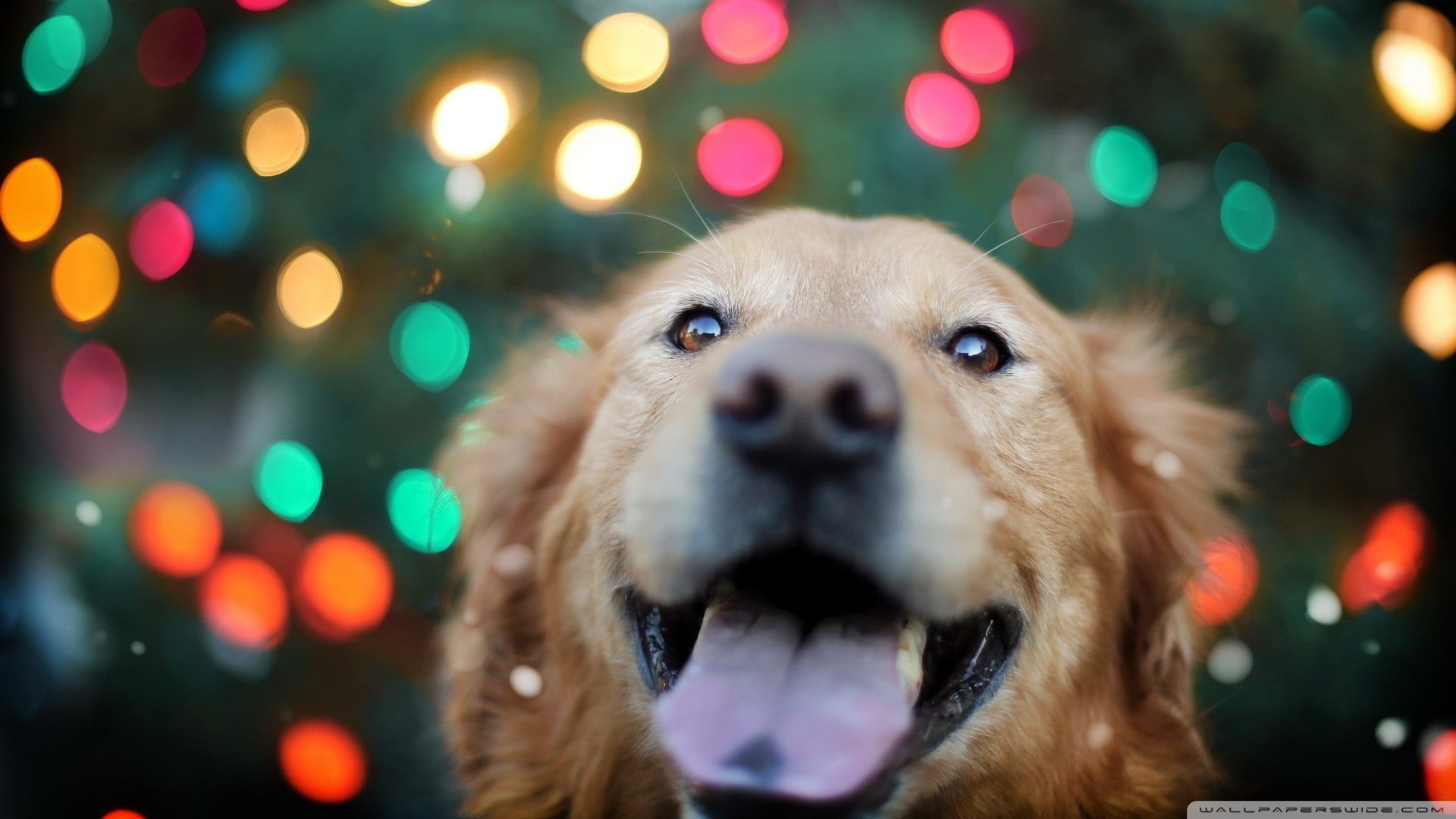 golden Retriever, illuminated, dog, close-up, bokeh, domestic, domestic Animals, purebred Dog, gold Colored, golden, focus on foreground, colorful, christmas, HD Wallpaper