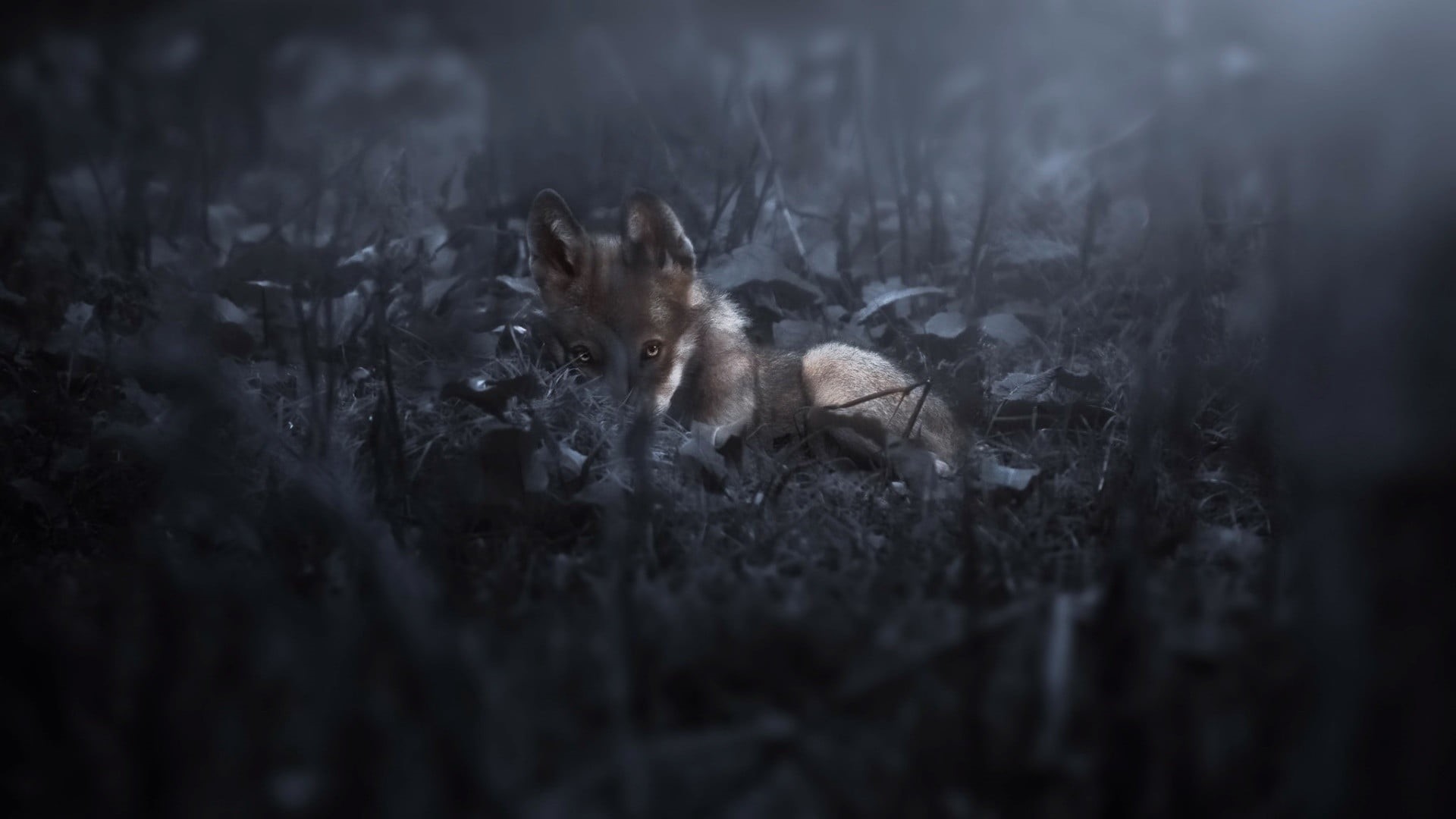animal themes, animals, dark, mammal, selective focus, feline, mouse, emotion, rodent, brown, animals hunting, no people, vertebrate, puppy, pets, coated, HD Wallpaper
