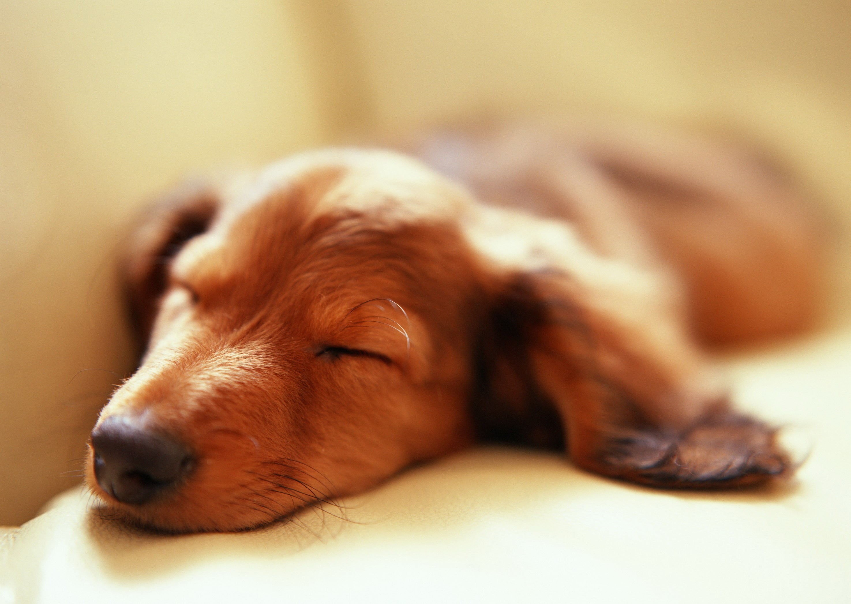 short, eyes closed, animal head, sleeping, mammal, domestic, lying down, animal, canine, no people, napping, close-up, domestic animals, coated, animal body part, HD Wallpaper