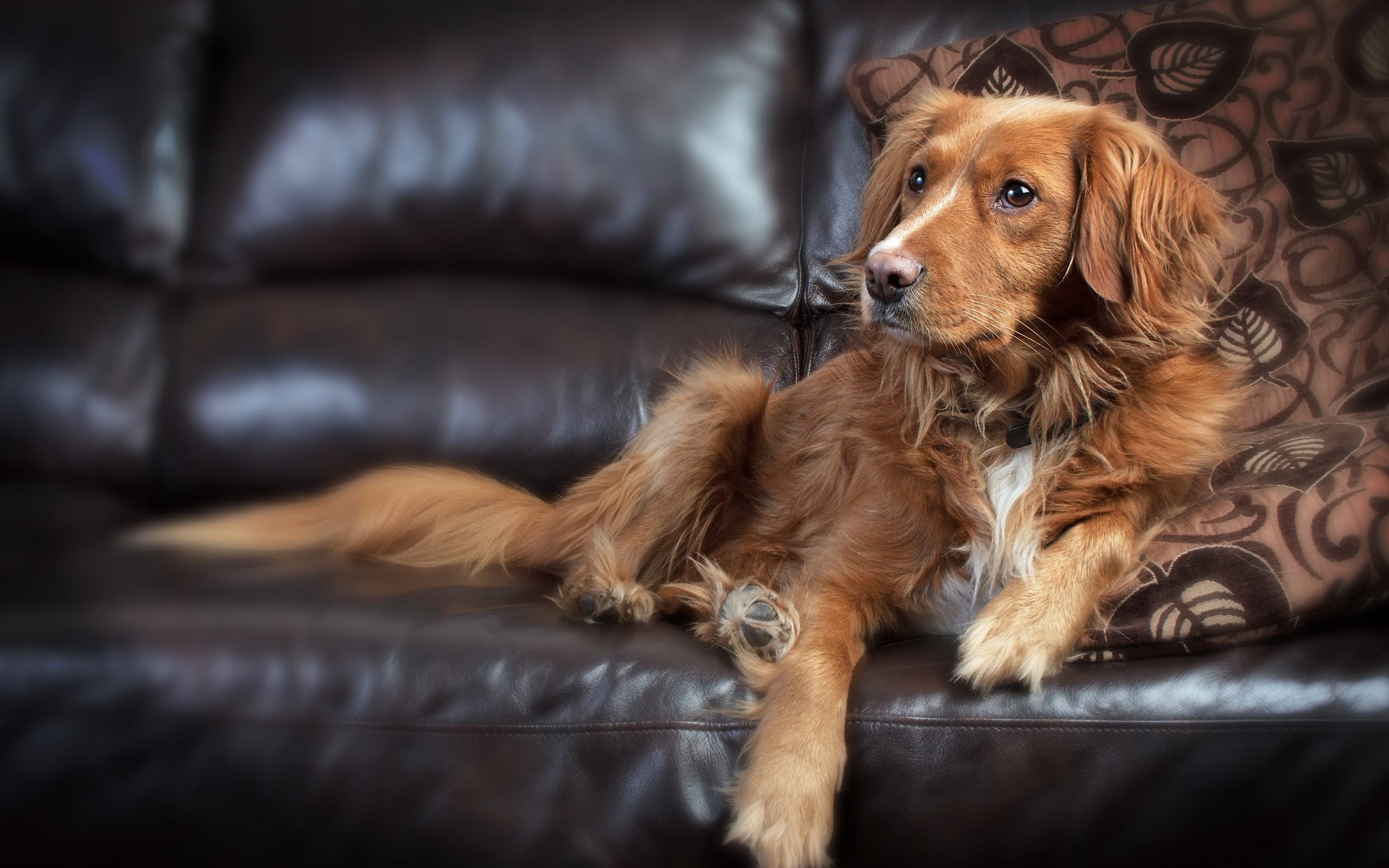 animals, no people, indoors, couch, black, mammal, purebred dog, pets, sofa, brown, domestic animals, animal themes, dog, resting, canine, domestic, sitting, HD Wallpaper