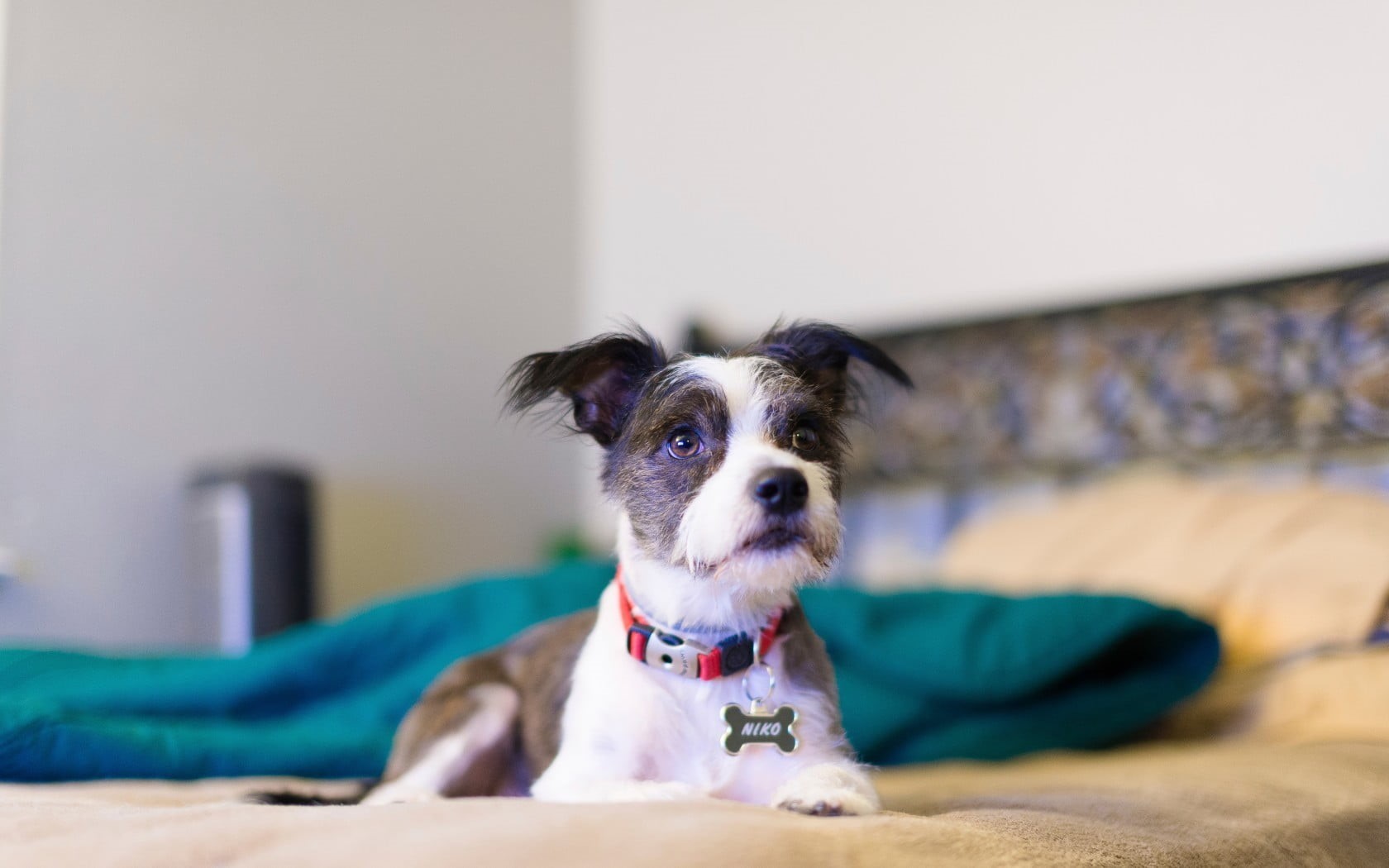 mammal, vertebrate, pets, canine, white, 720P, indoors, looking at camera, coated, dog, animal themes, domestic, one animal, animal, bed, animals, small, HD Wallpaper