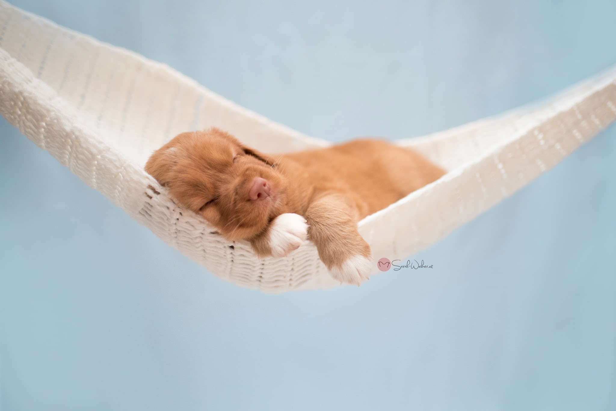 sleeping, animals, 1080P, puppies, hammocks, dog, HD Wallpaper
