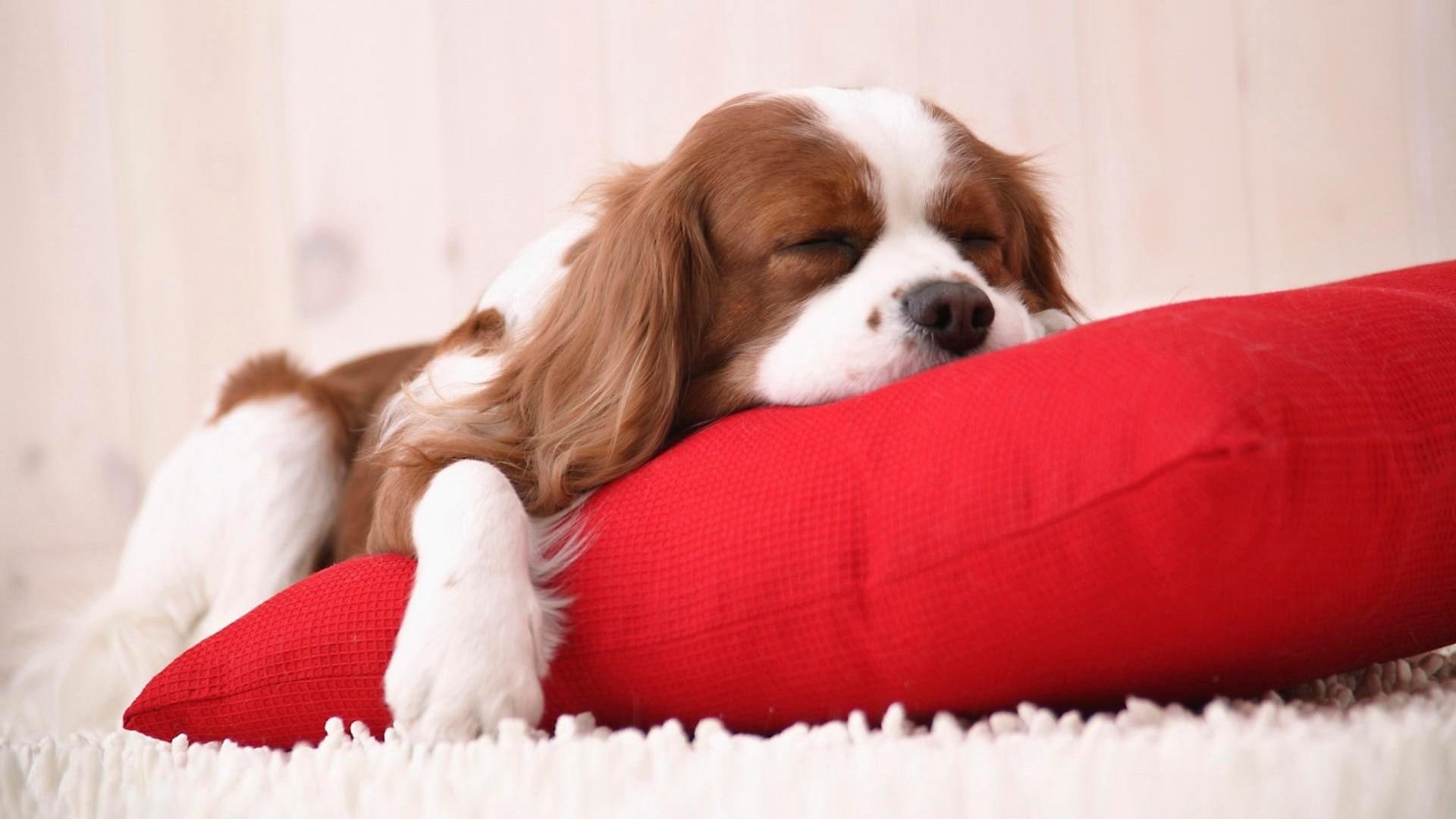 cavalier, doggy, cute, dog, sleep, 1080P, spaniel, HD Wallpaper