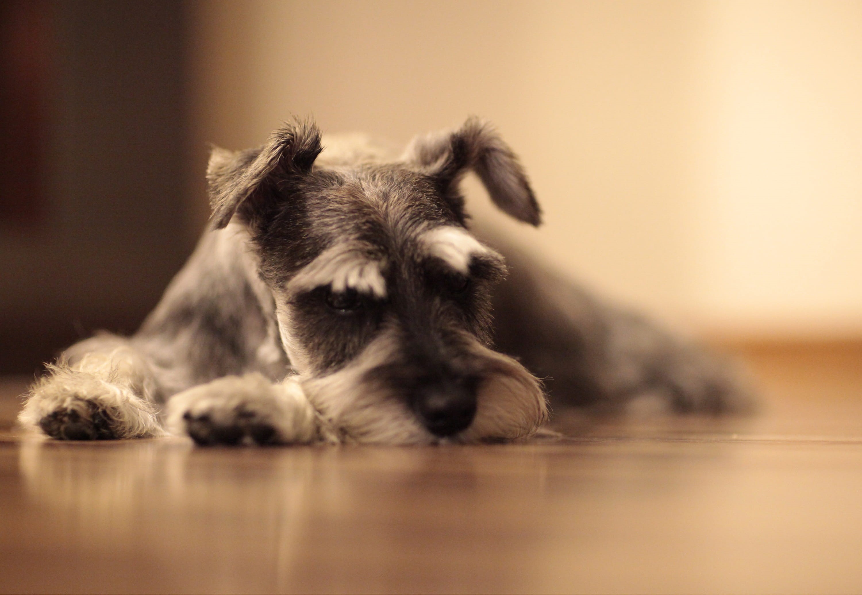 one animal, animal head, schnauzer, flooring, animal, cute, selective focus, pet, hardwood floor, lying down, animal themes, canine, young animal, dog, HD Wallpaper