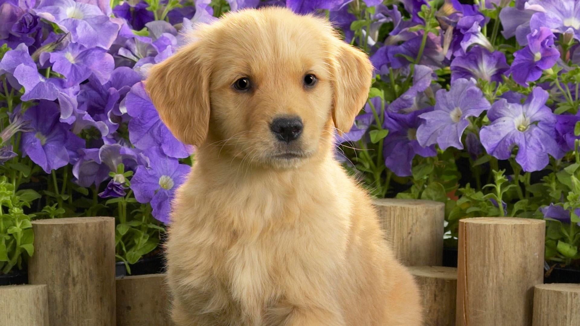 cute, puppy, 1080P, dog, doggie, HD Wallpaper